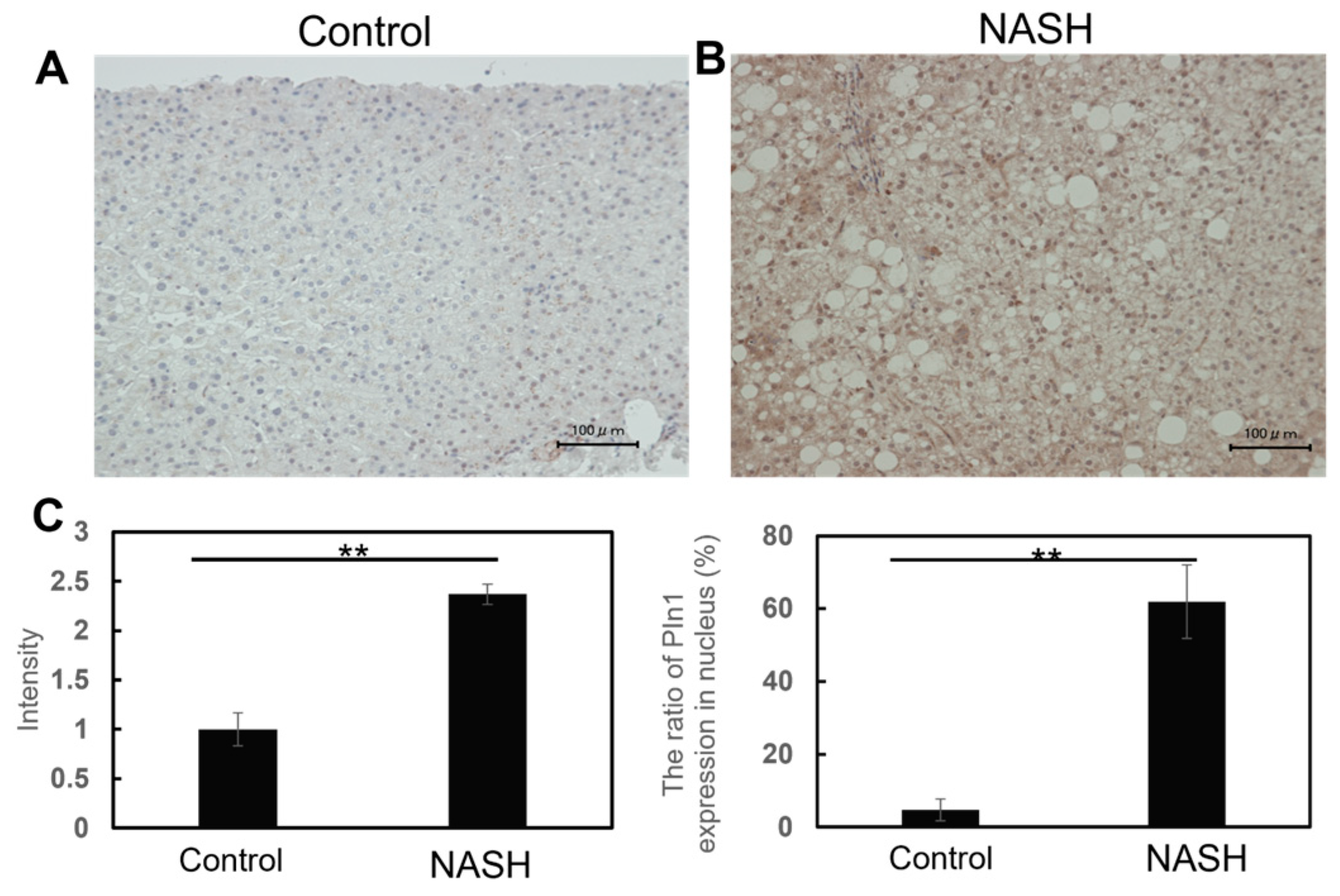 Ijms 24 08847 g001 Ijms 24 08847 g001