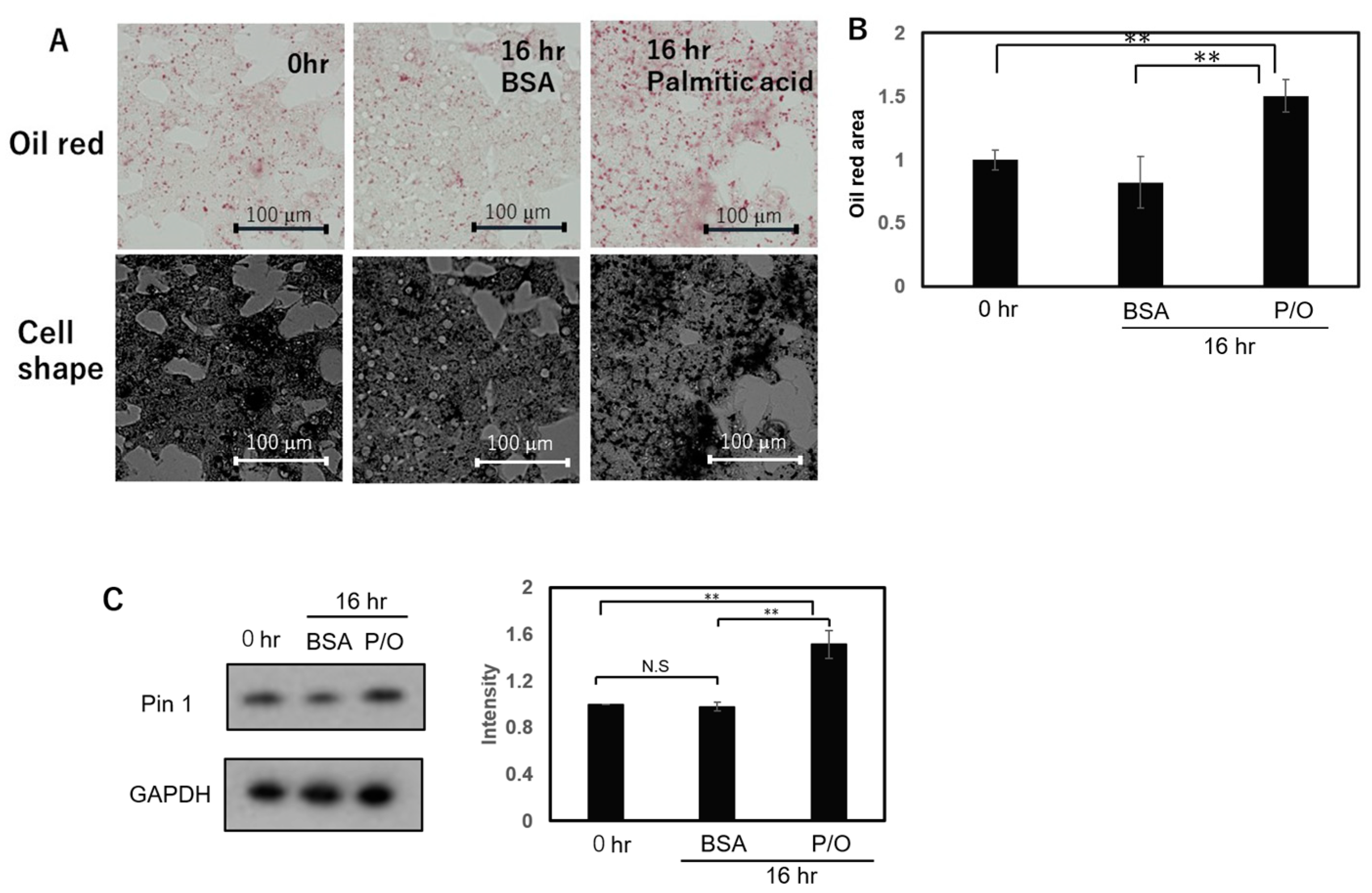 Ijms 24 08847 g003 Ijms 24 08847 g003