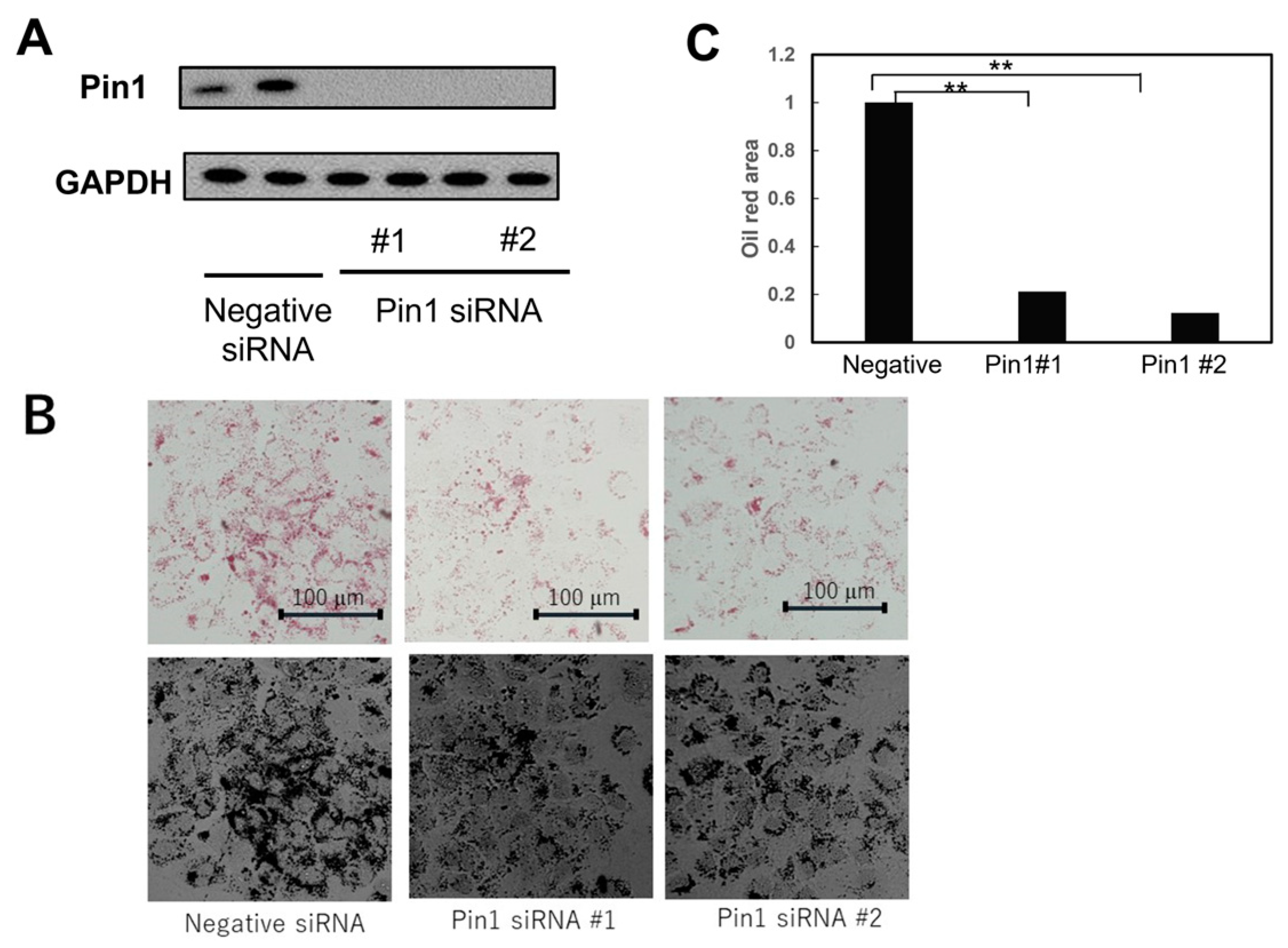 Ijms 24 08847 g007 Ijms 24 08847 g007