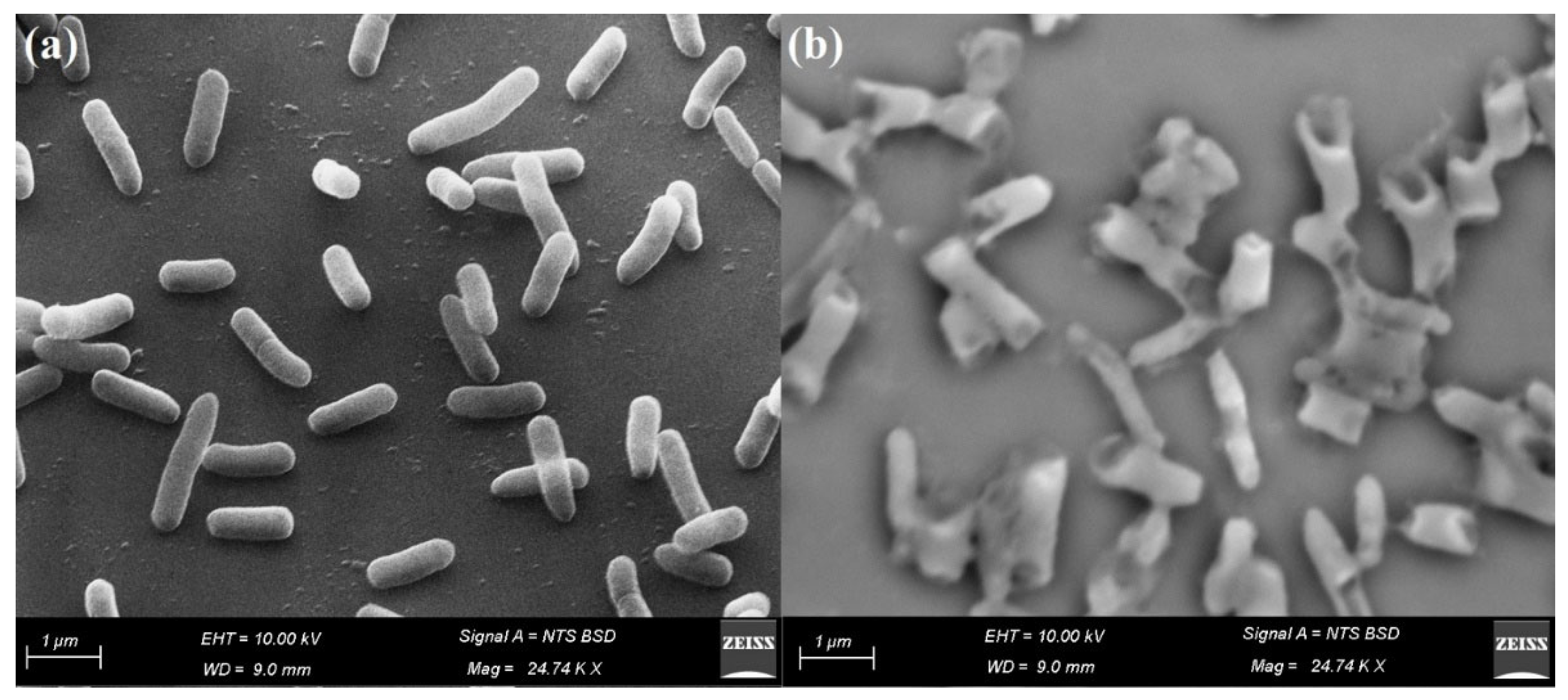 Ijms 24 08933 g008 Ijms 24 08933 g008