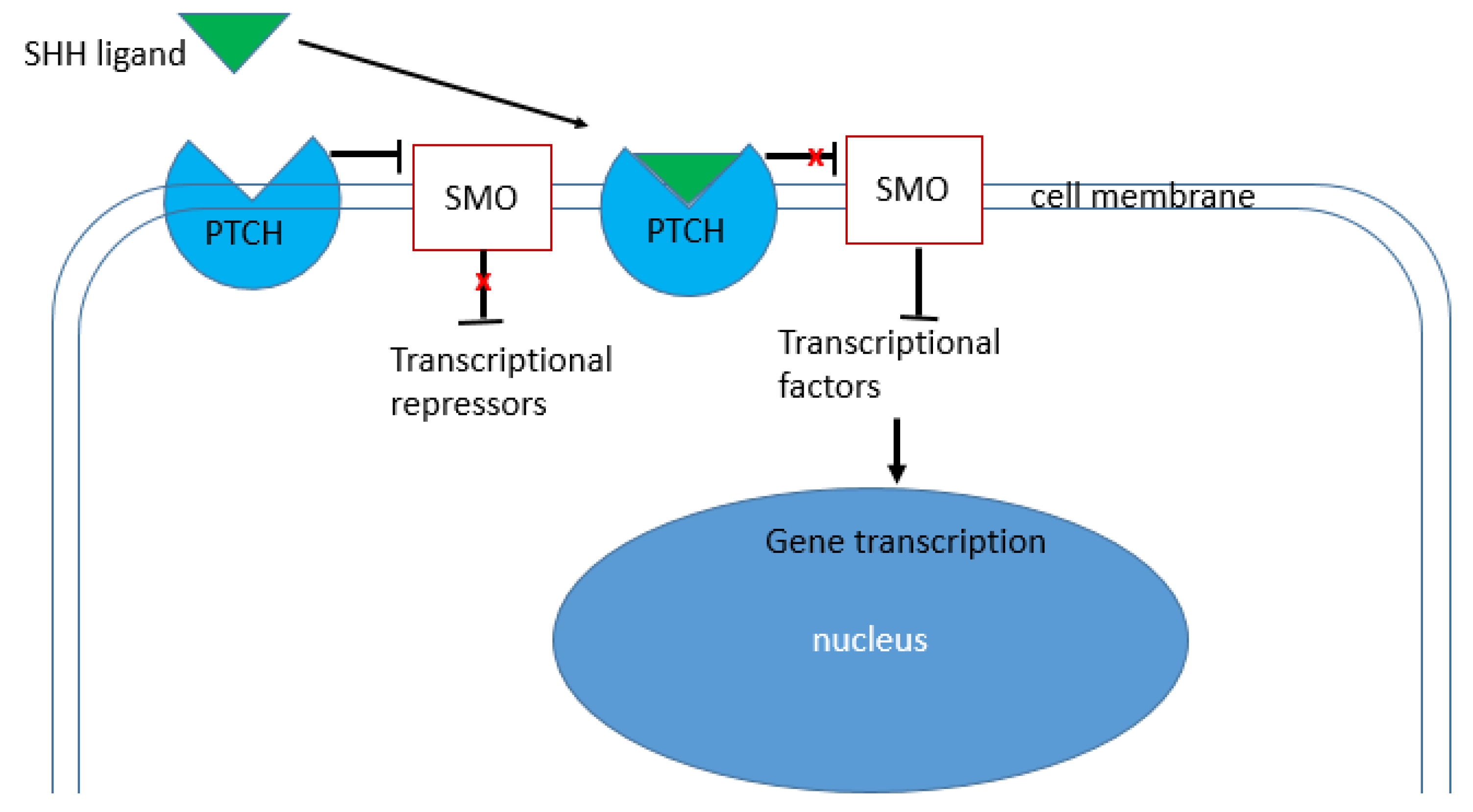 Ijms 24 08935 g001 Ijms 24 08935 g001