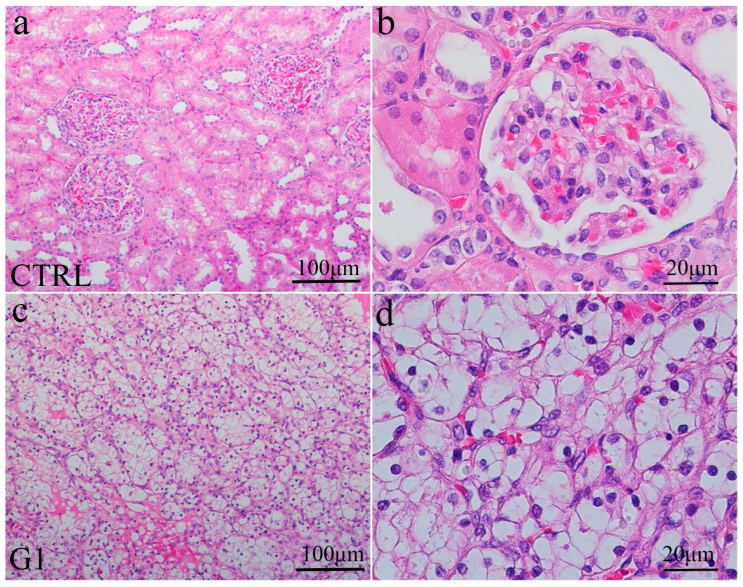 Ijms 24 08935 g002a Ijms 24 08935 g002a