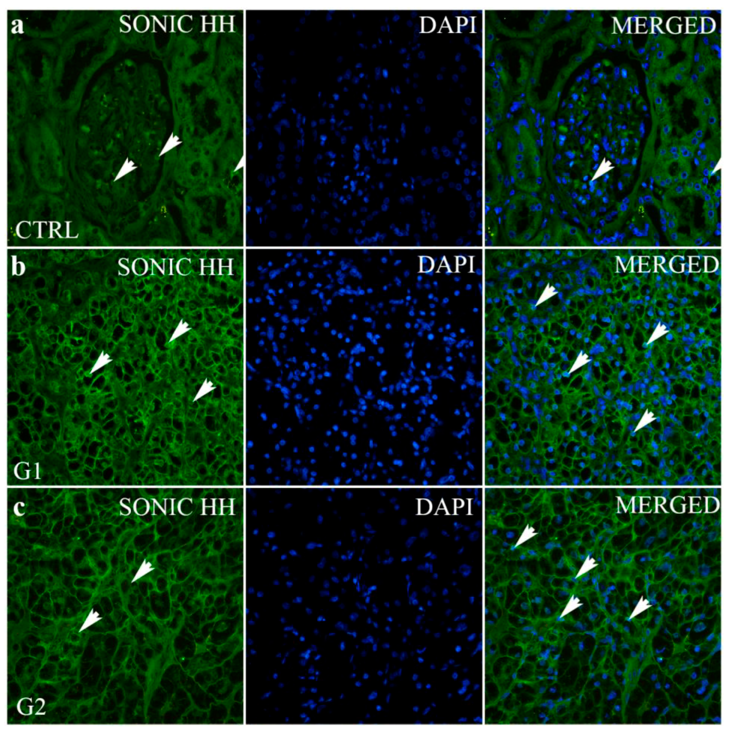 Ijms 24 08935 g003a Ijms 24 08935 g003a