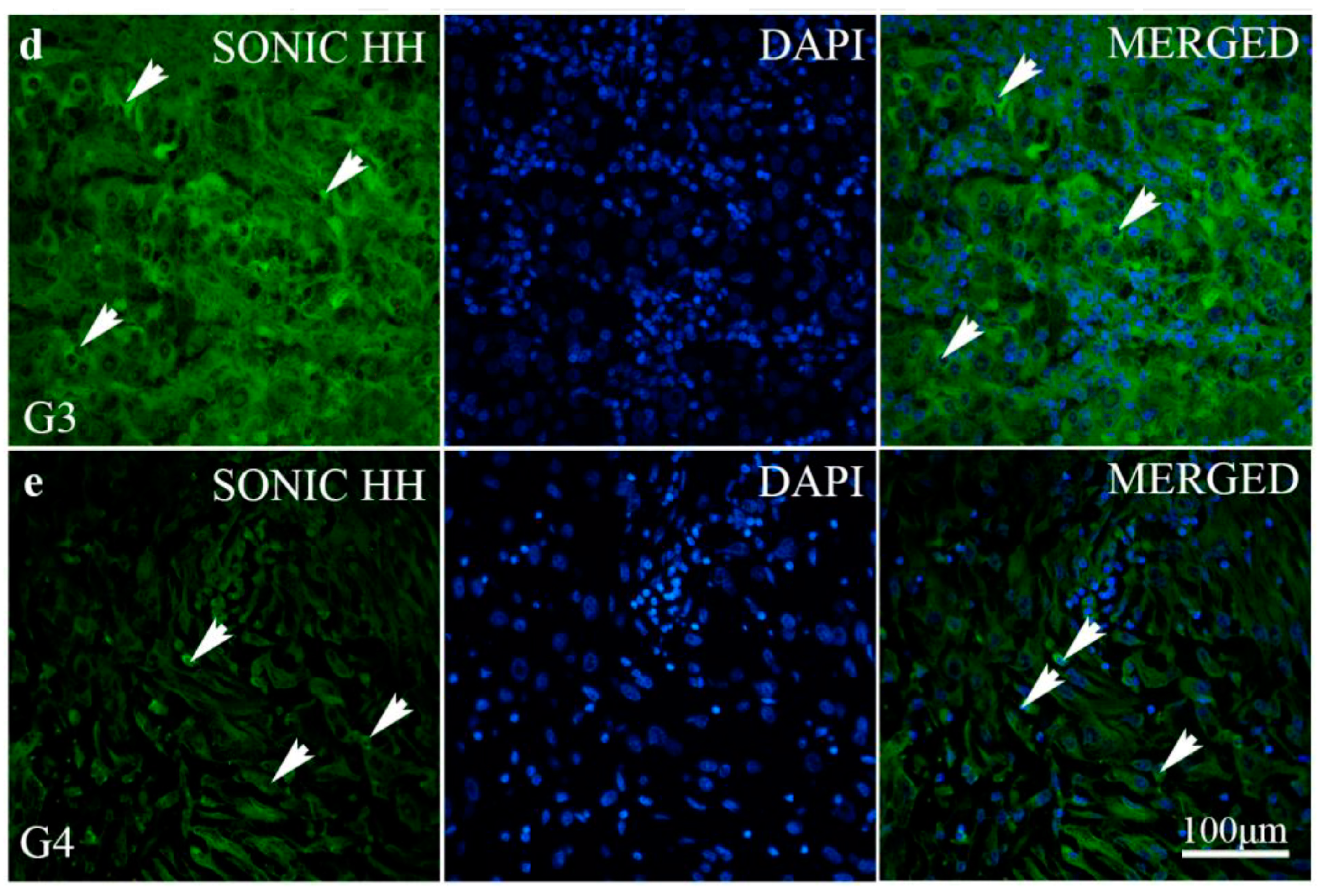 Ijms 24 08935 g003b Ijms 24 08935 g003b