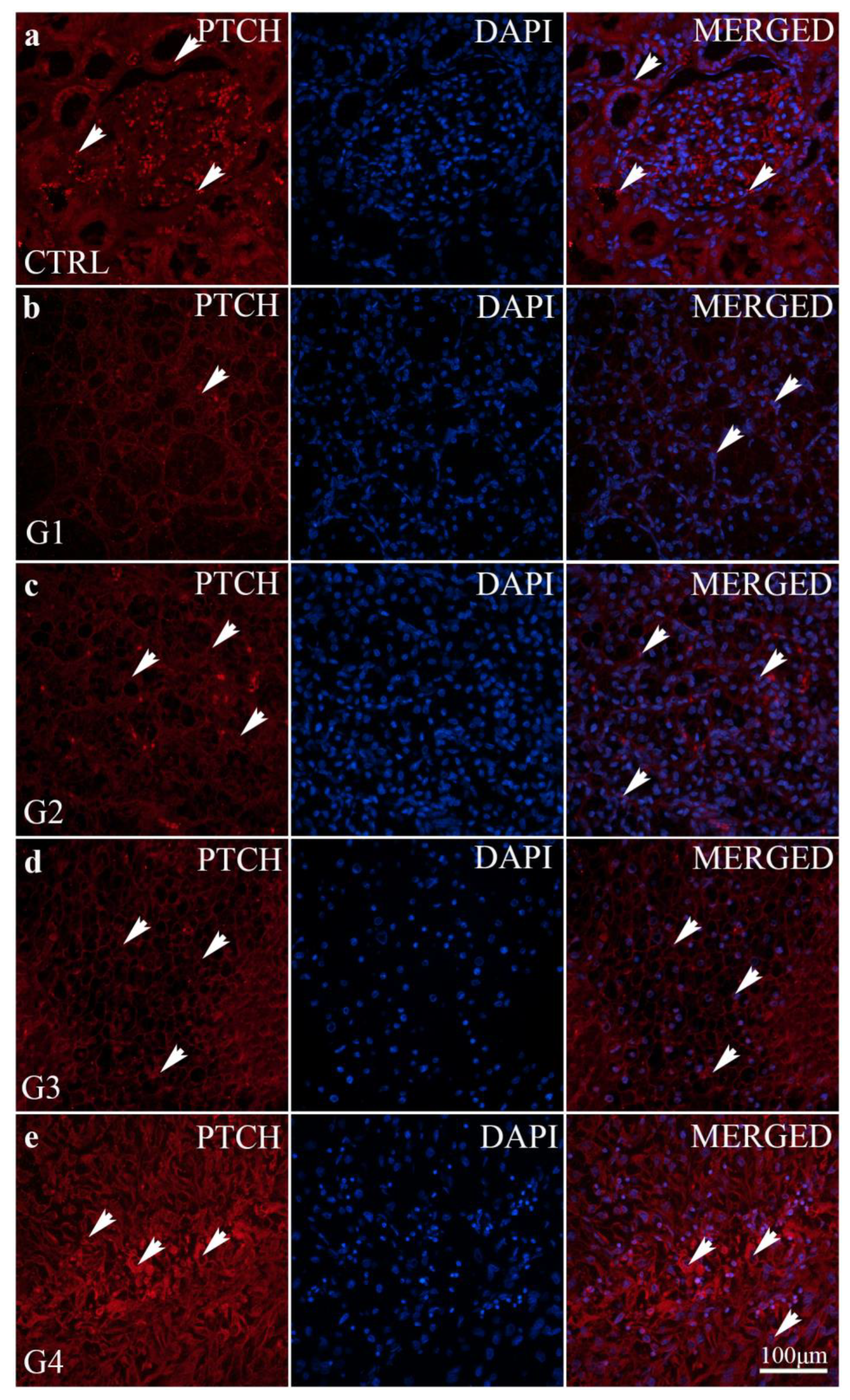 Ijms 24 08935 g005 Ijms 24 08935 g005