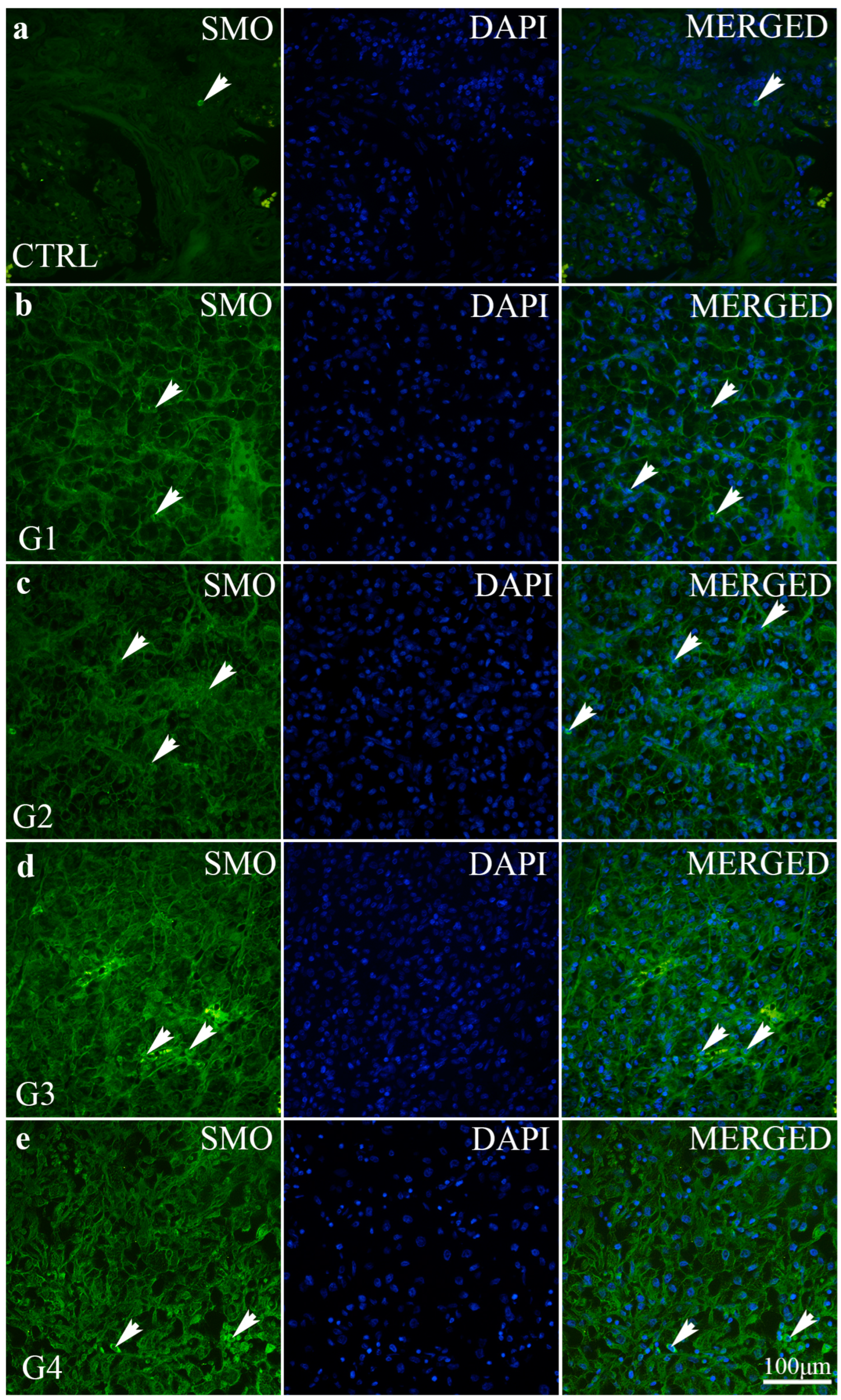 Ijms 24 08935 g006 Ijms 24 08935 g006