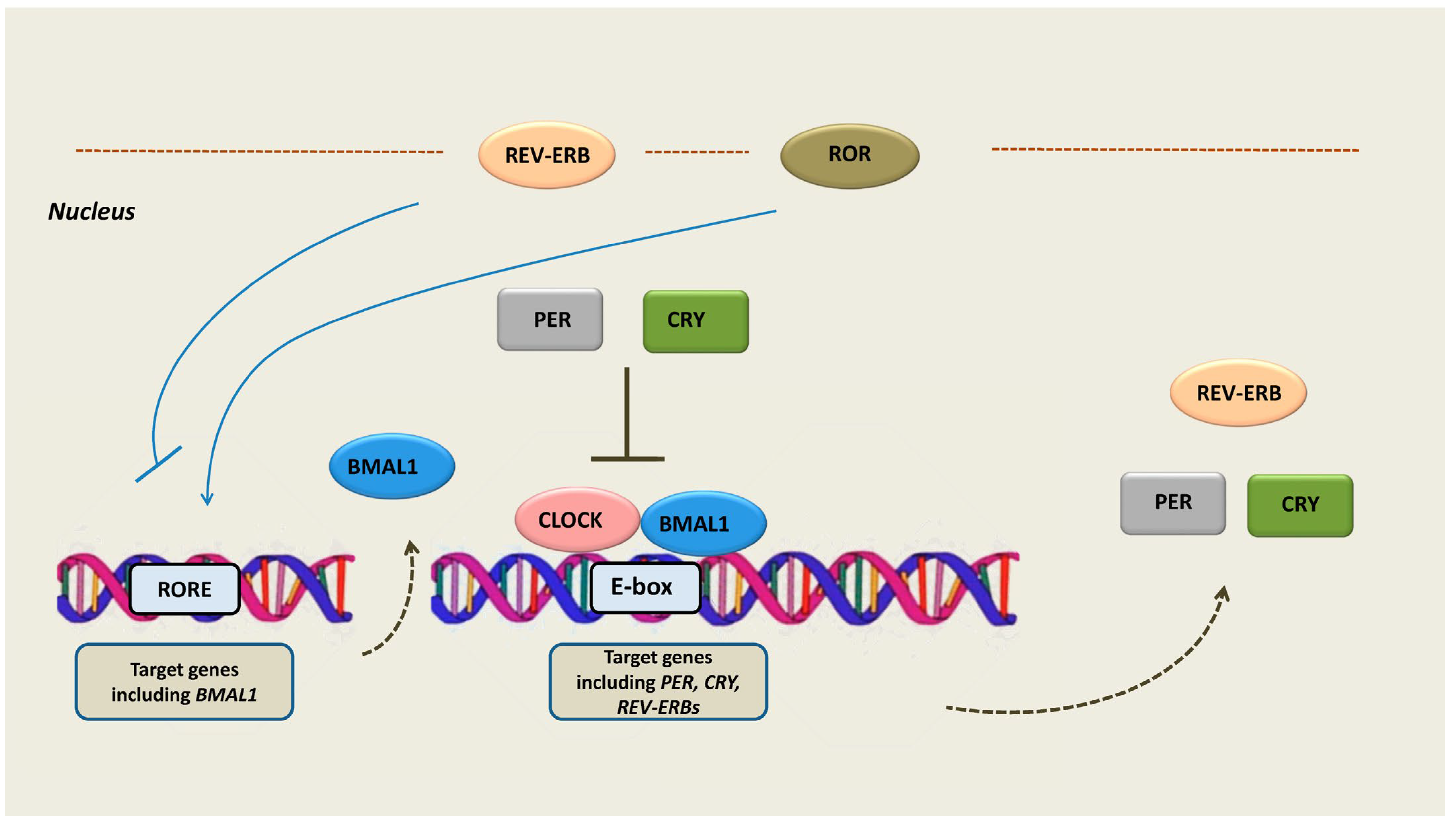 Ijms 24 08980 g001 Ijms 24 08980 g001