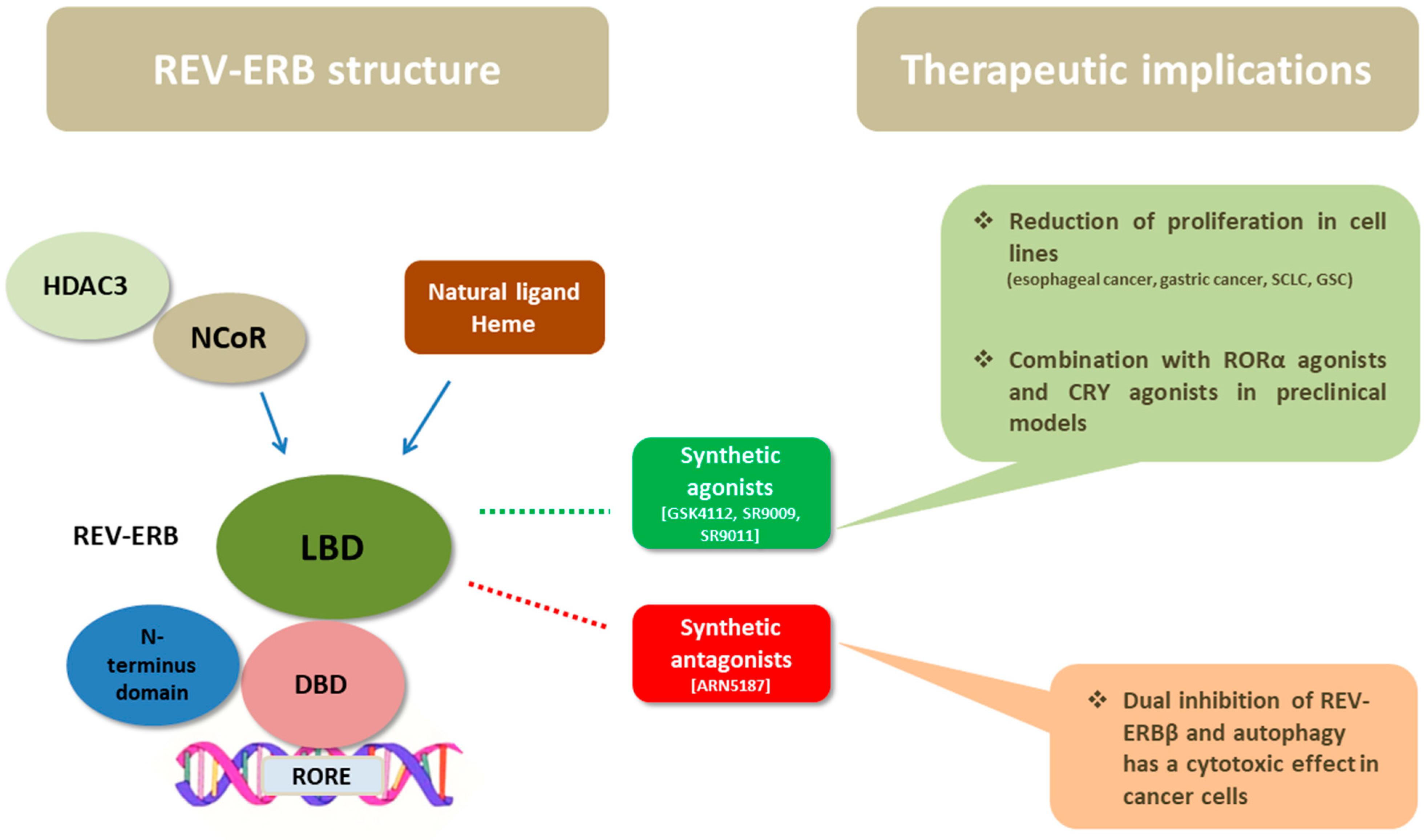 Ijms 24 08980 g002 Ijms 24 08980 g002