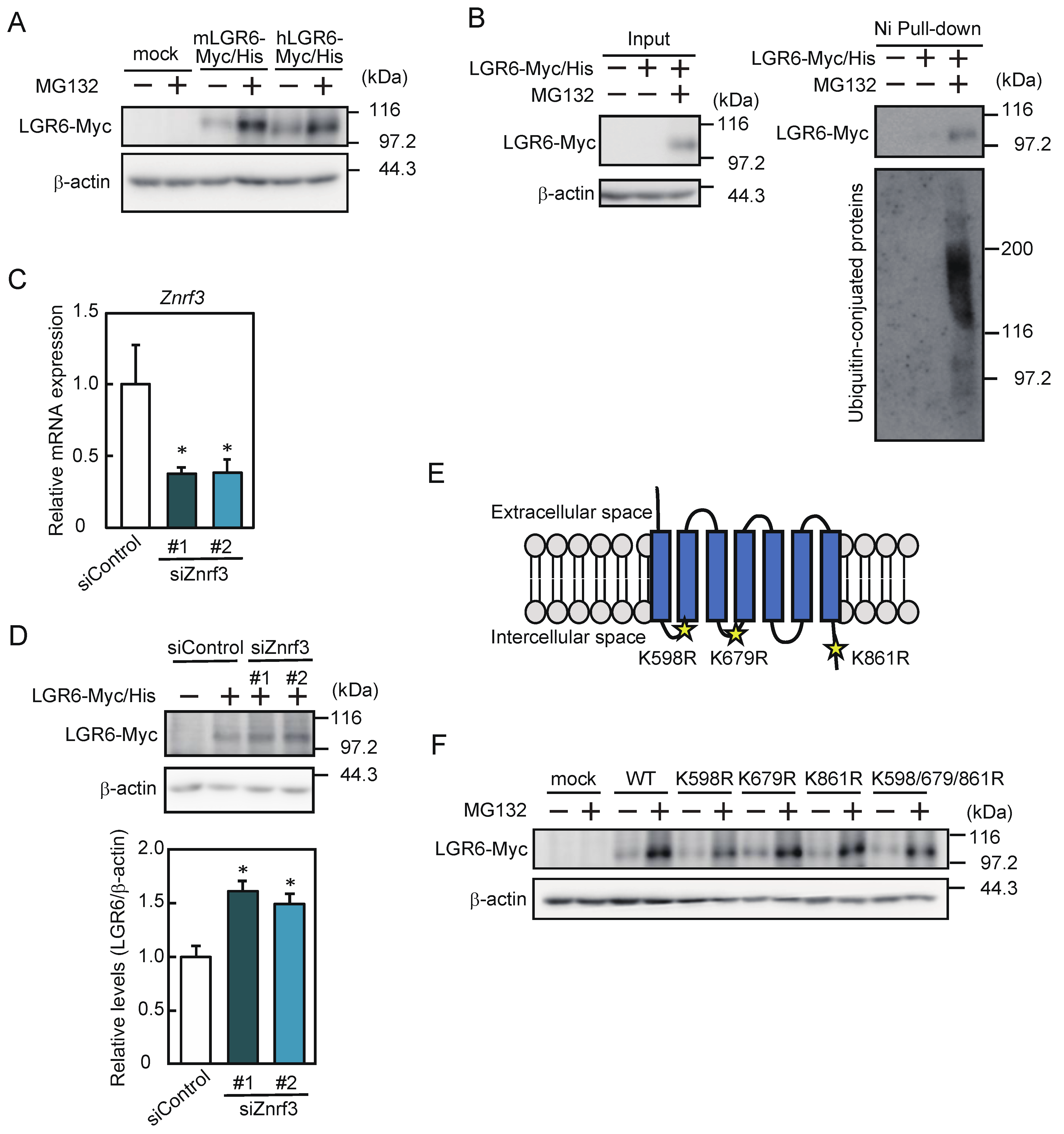 Ijms 24 09035 g004 Ijms 24 09035 g004