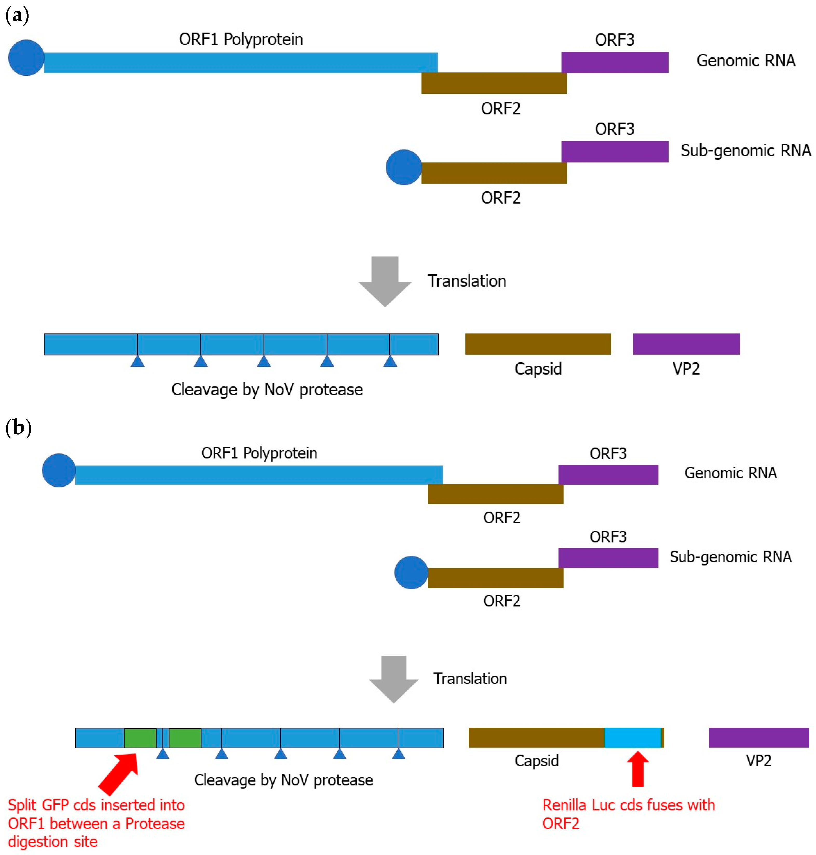 Ijms 24 09093 g001 Ijms 24 09093 g001