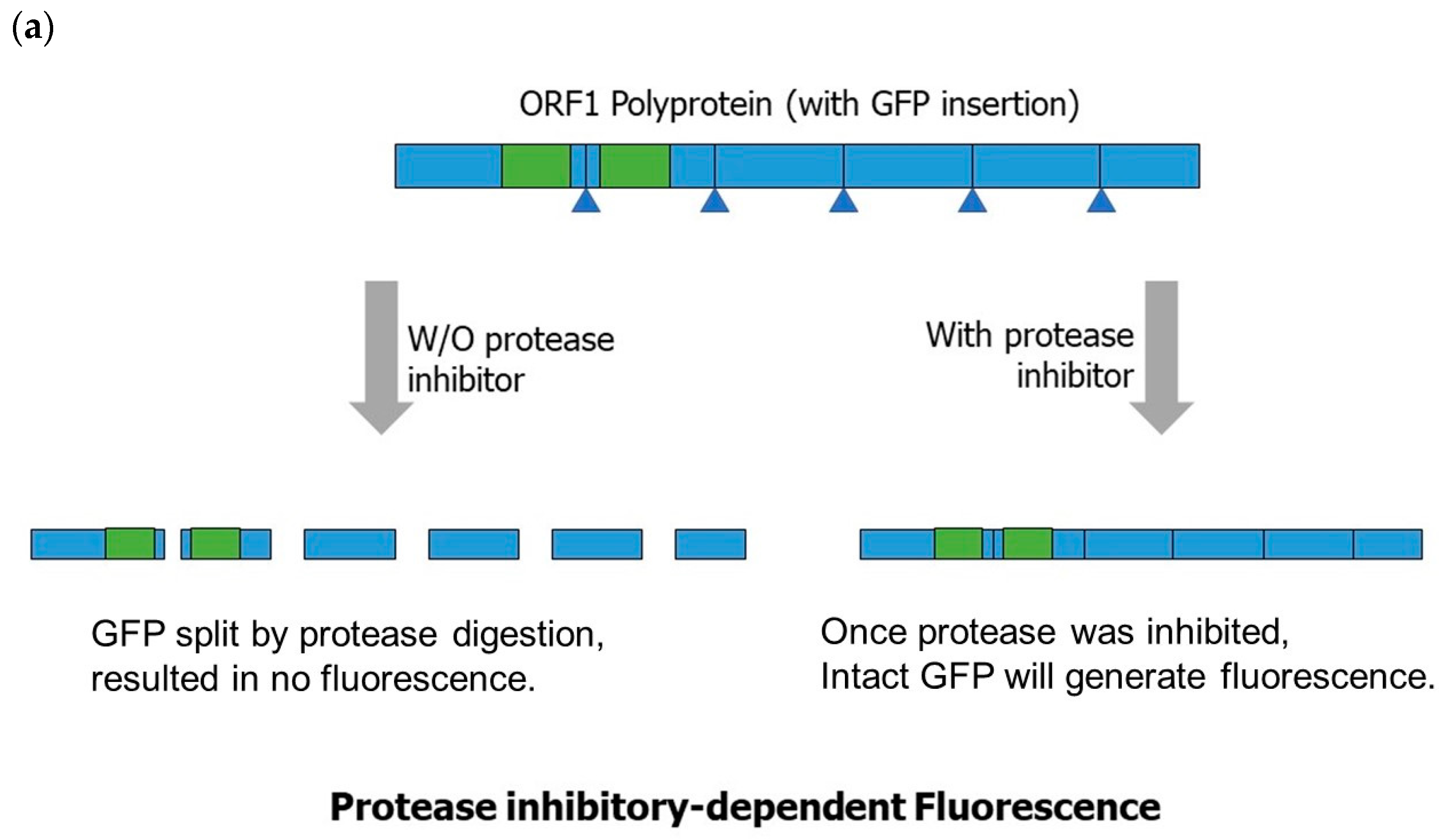 Ijms 24 09093 g002a Ijms 24 09093 g002a