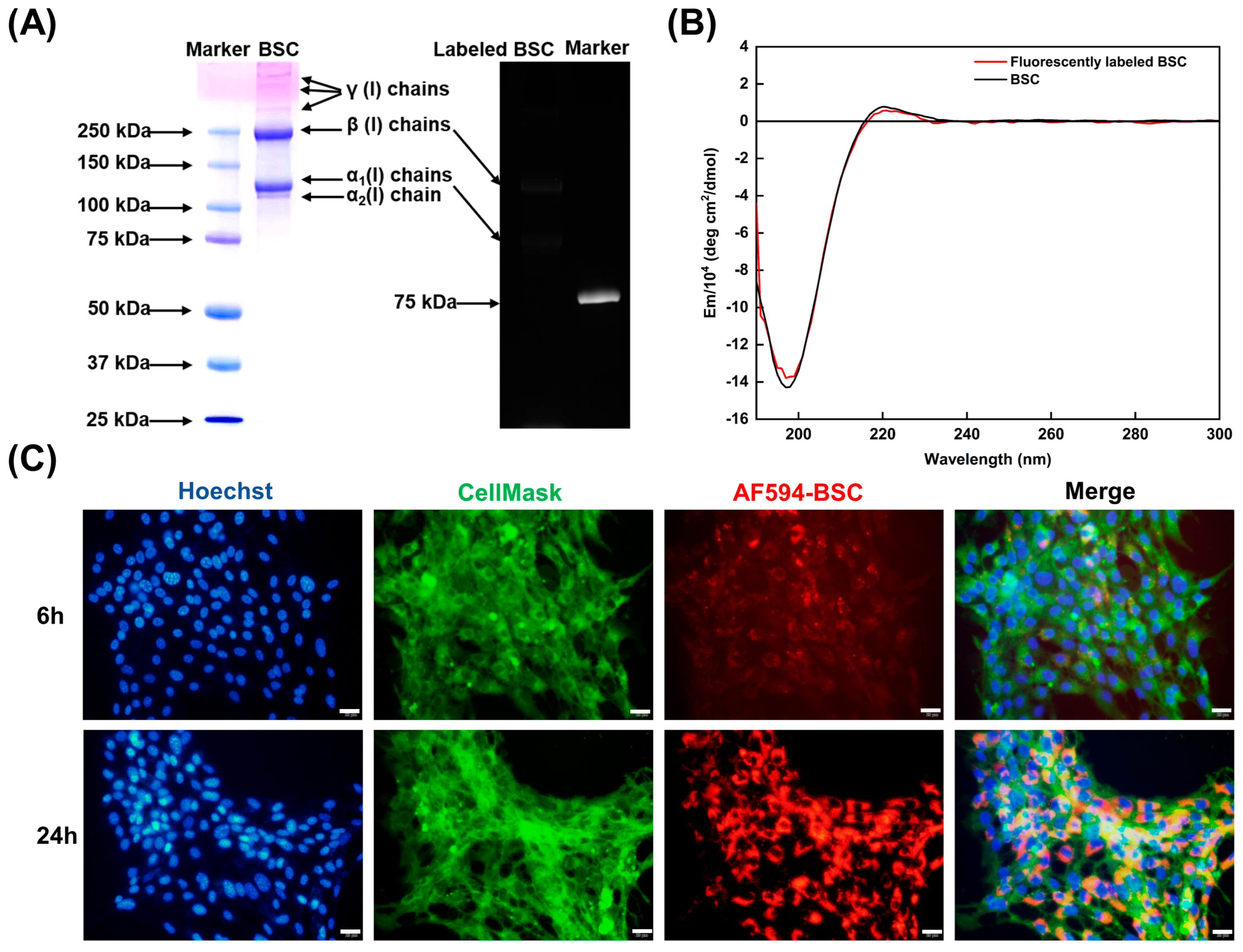Ijms 24 09110 g005 Ijms 24 09110 g005