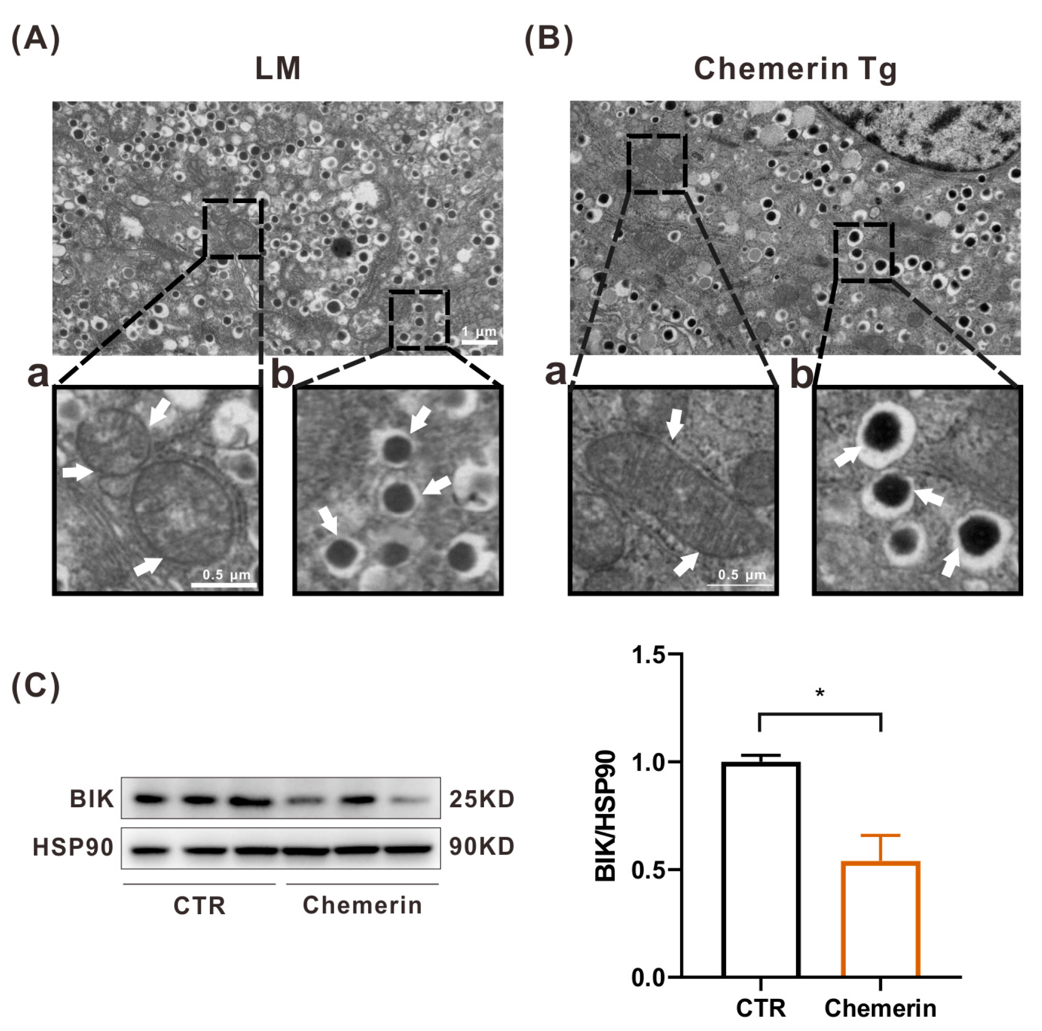 Ijms 24 09136 g005 Ijms 24 09136 g005