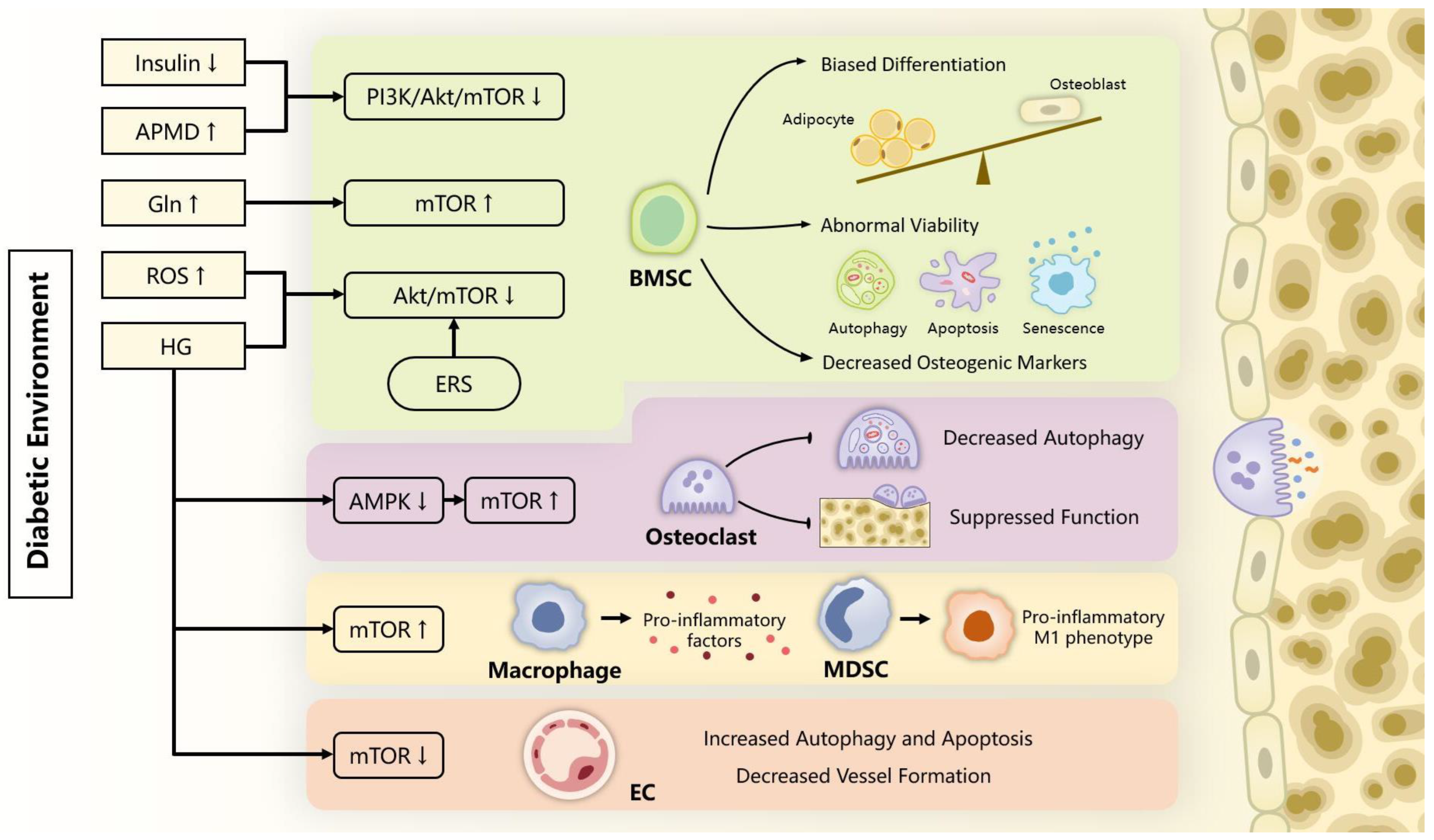 Ijms 24 09198 g002 Ijms 24 09198 g002