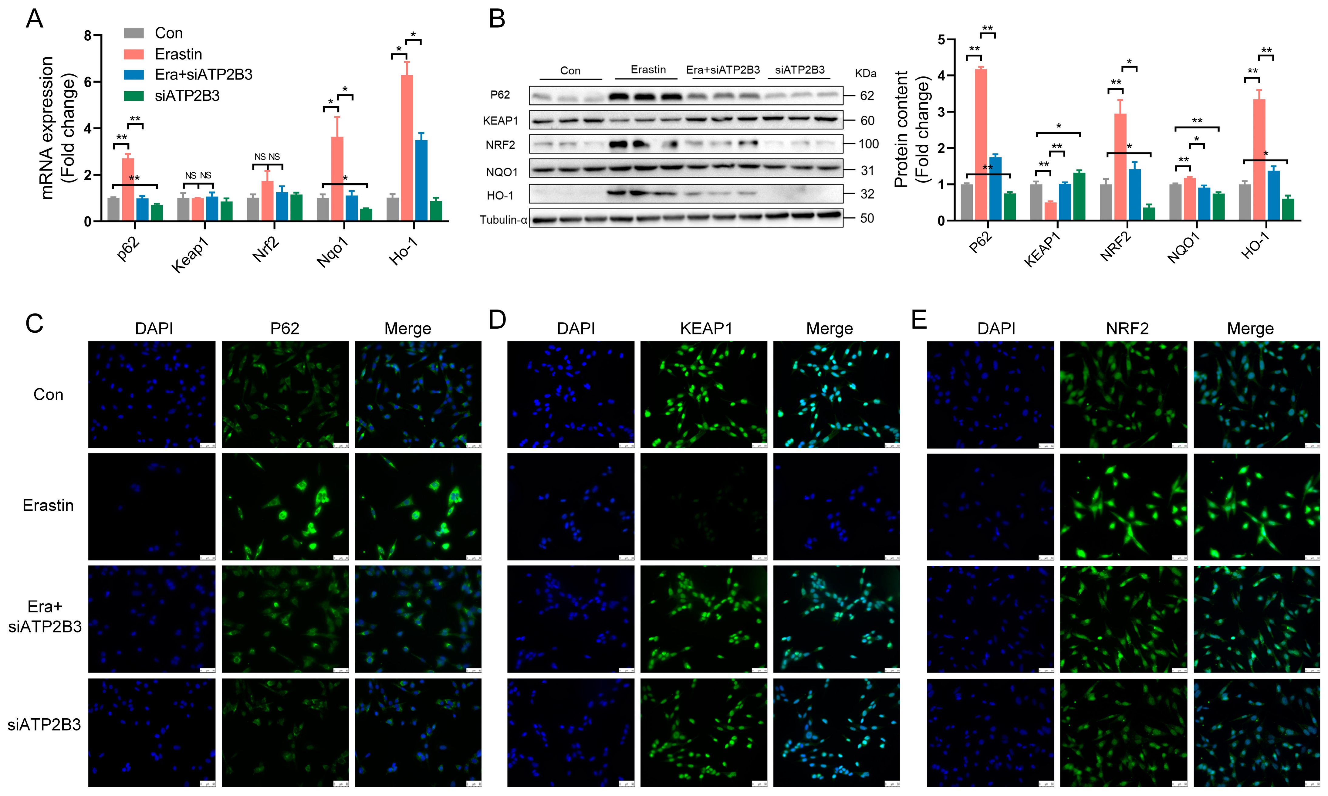 Ijms 24 09199 g003 Ijms 24 09199 g003