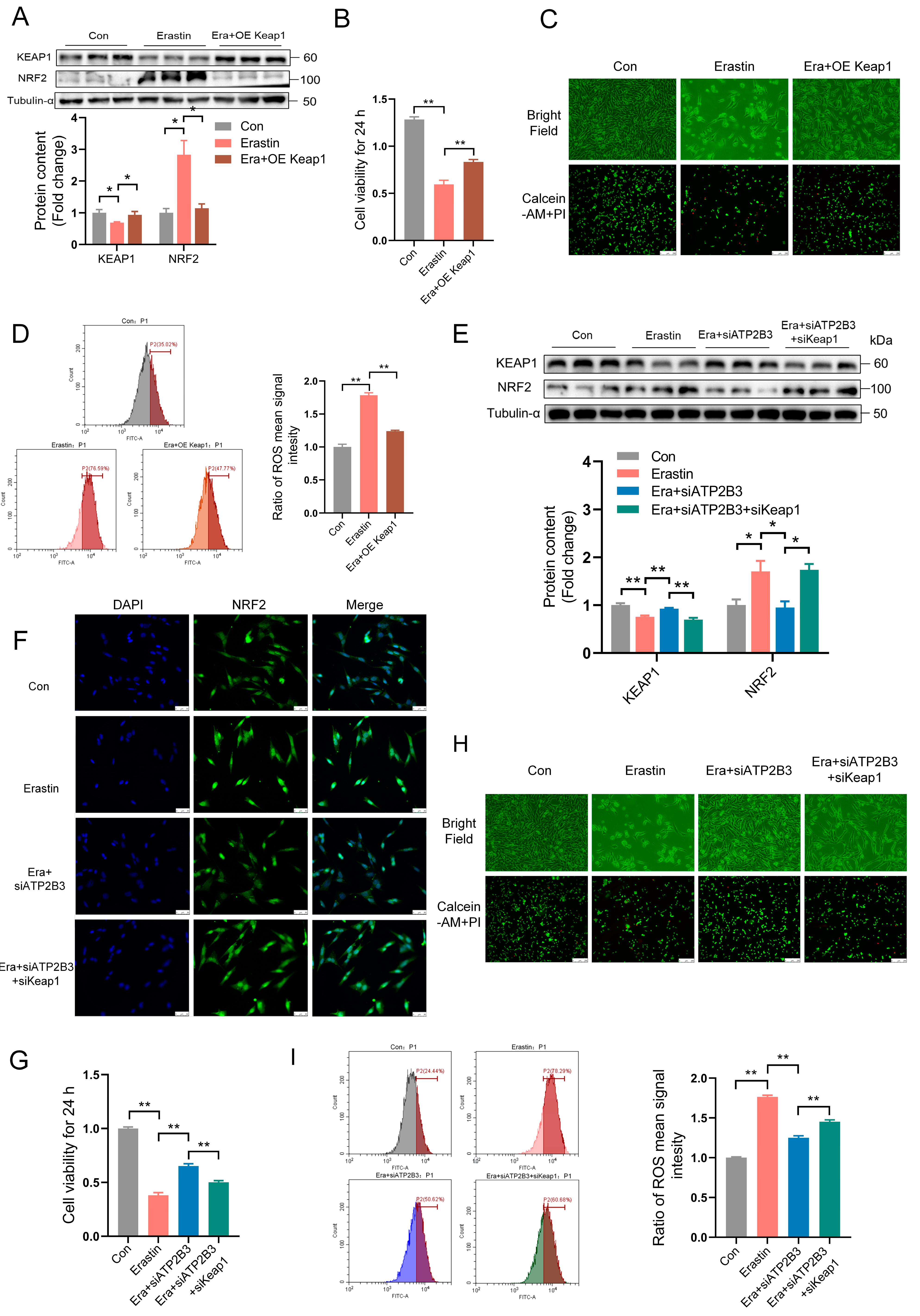 Ijms 24 09199 g005 Ijms 24 09199 g005