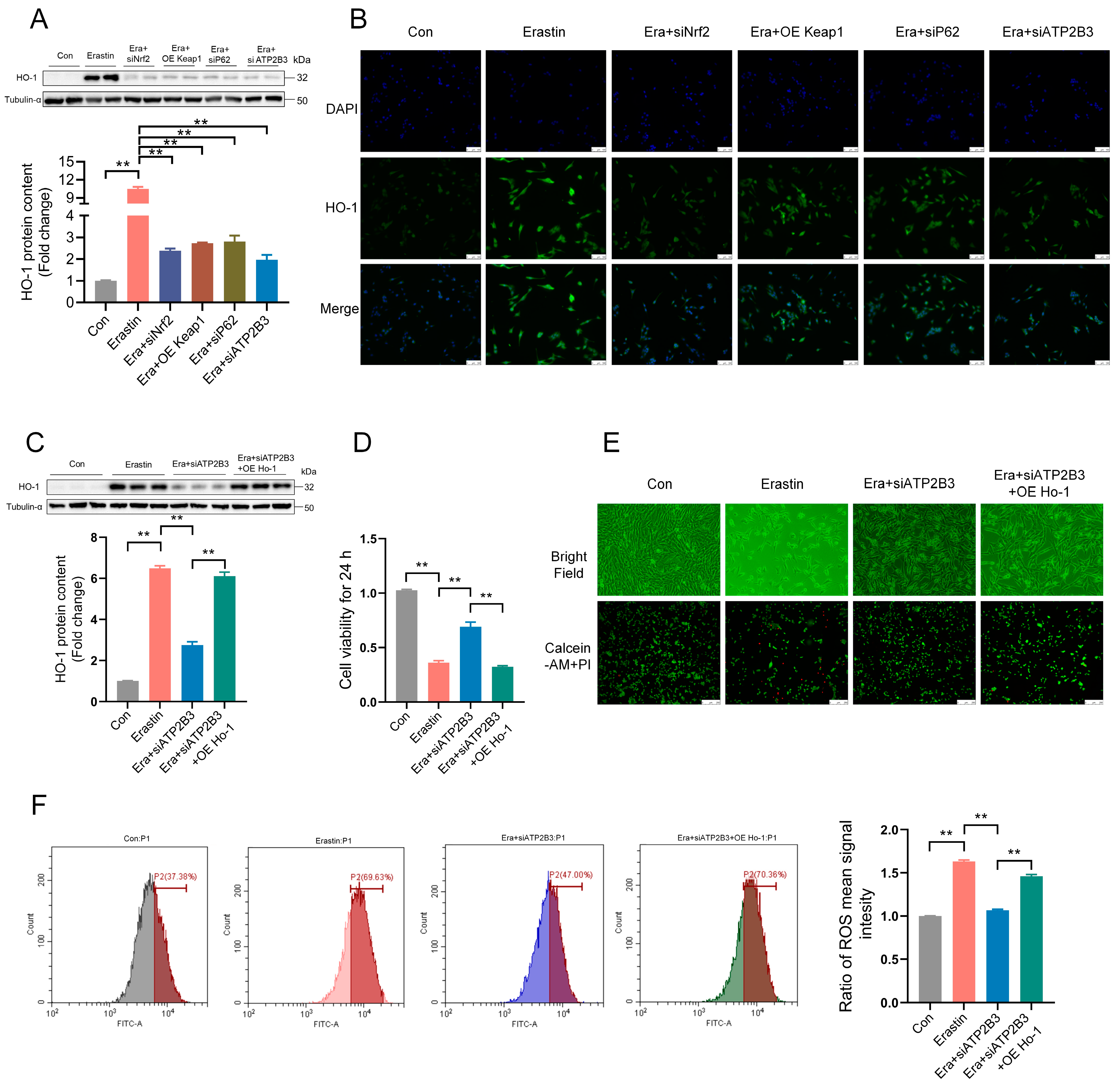 Ijms 24 09199 g007 Ijms 24 09199 g007