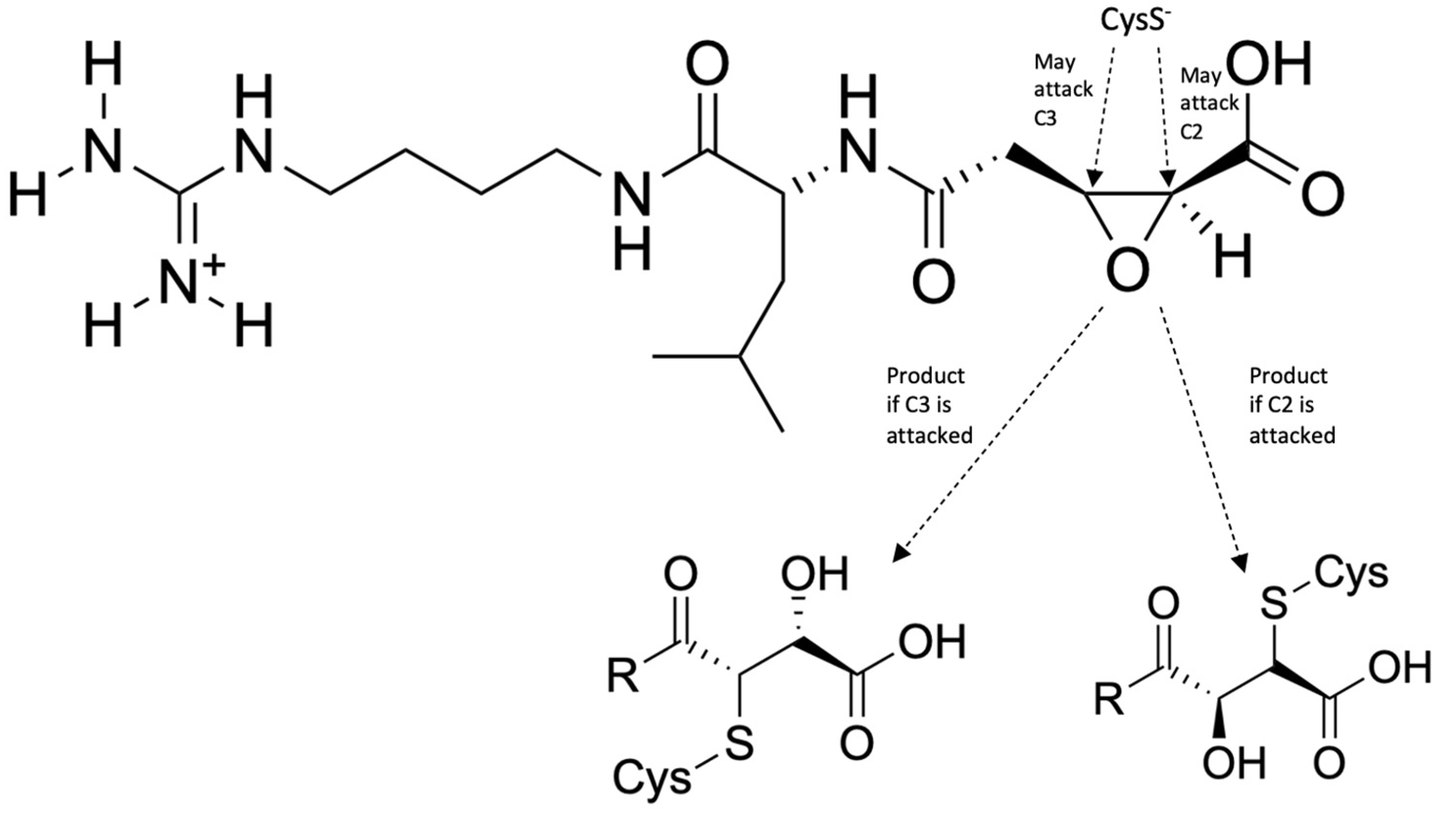 Ijms 24 09289 g011 Ijms 24 09289 g011