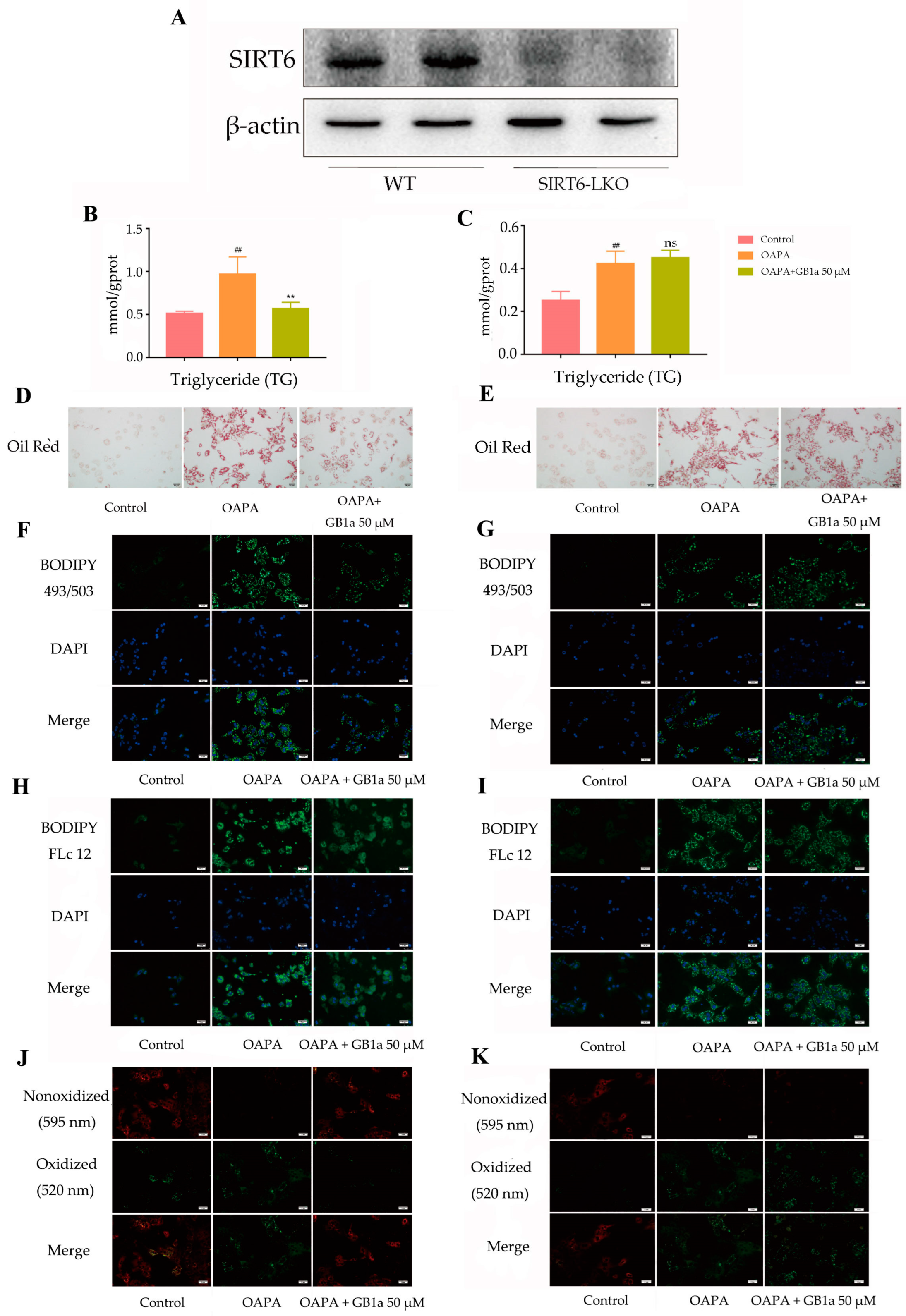 Ijms 24 09540 g007a Ijms 24 09540 g007a