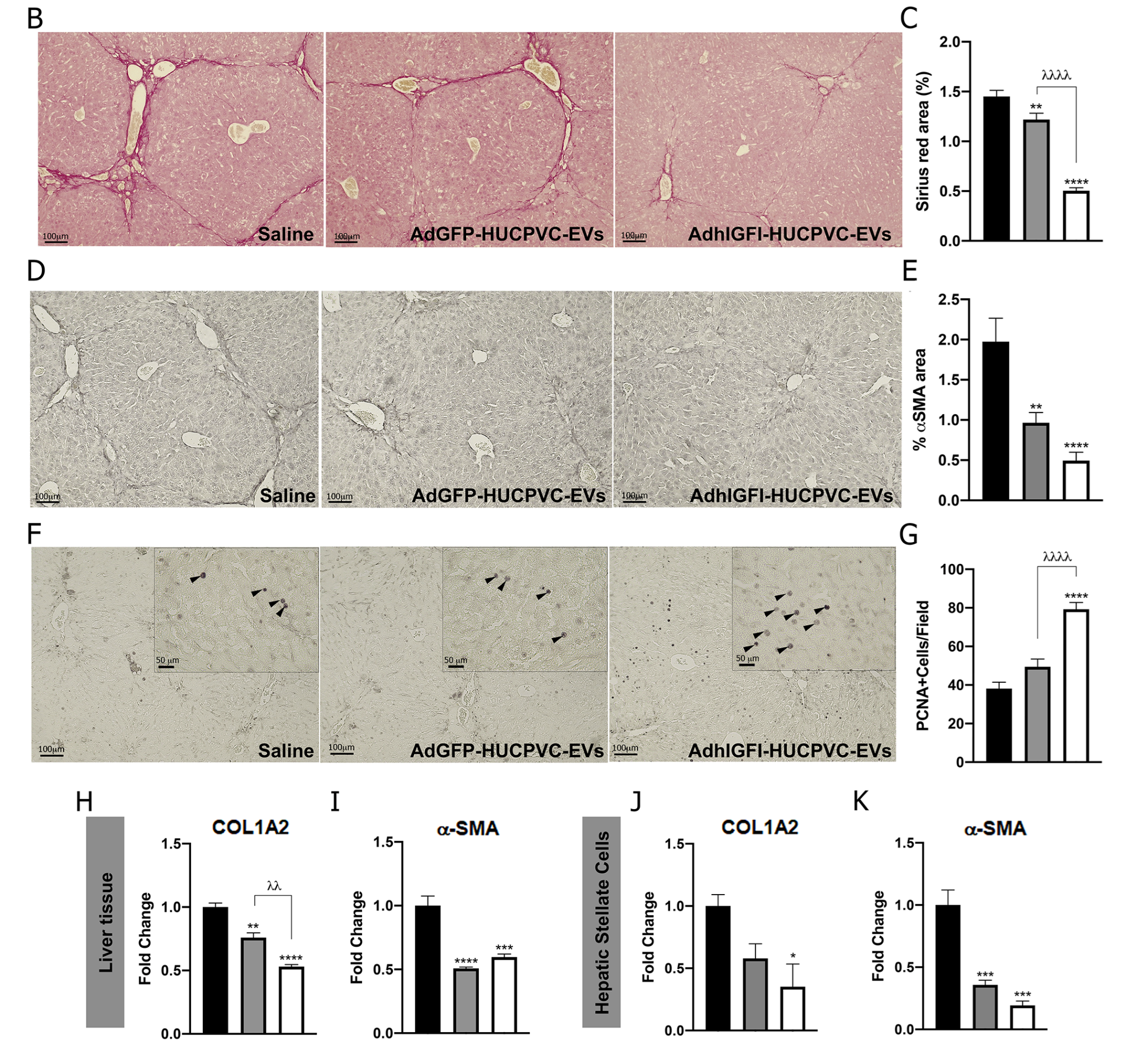 Ijms 24 09586 g005b Ijms 24 09586 g005b