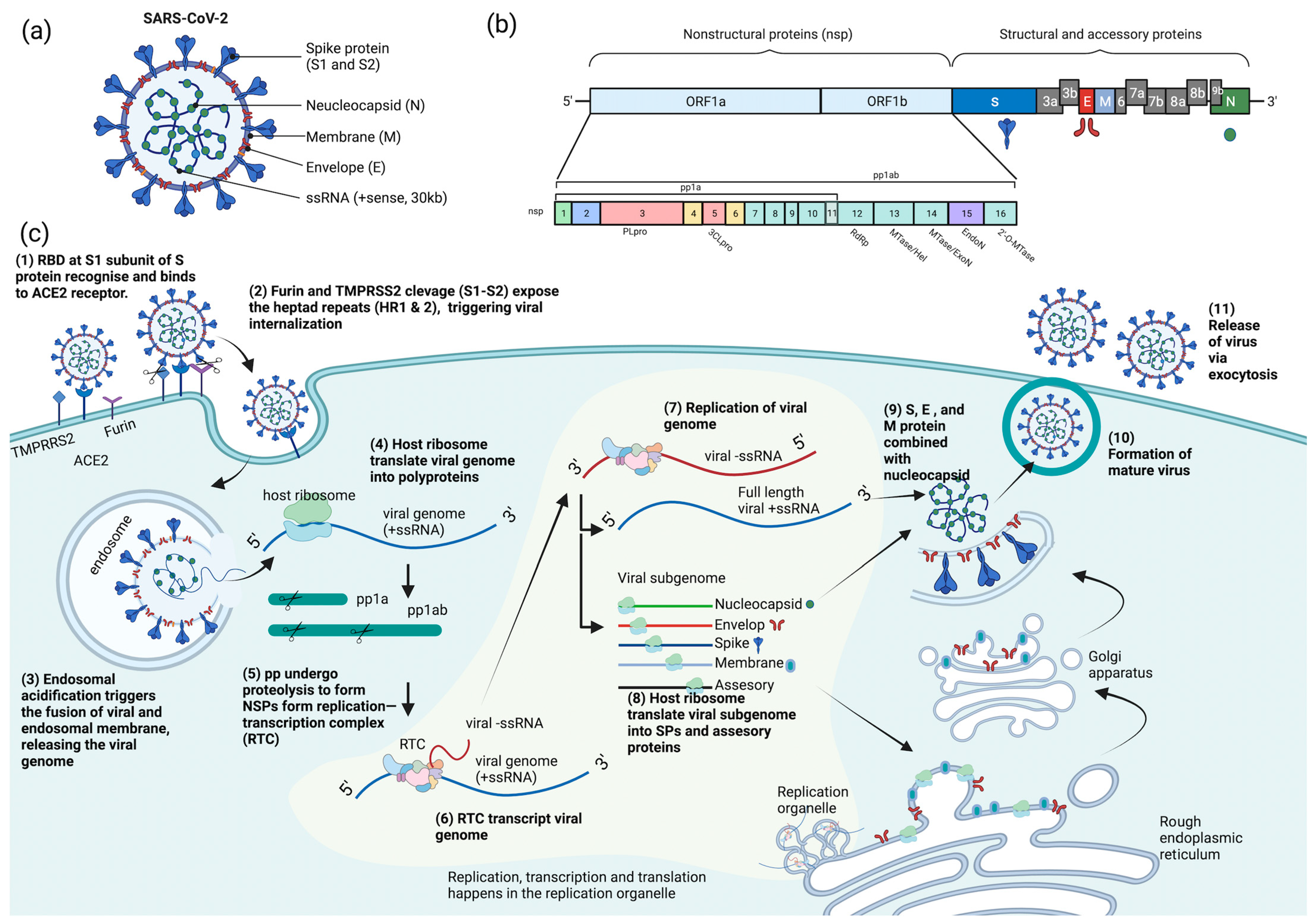 Ijms 24 09589 g001 Ijms 24 09589 g001
