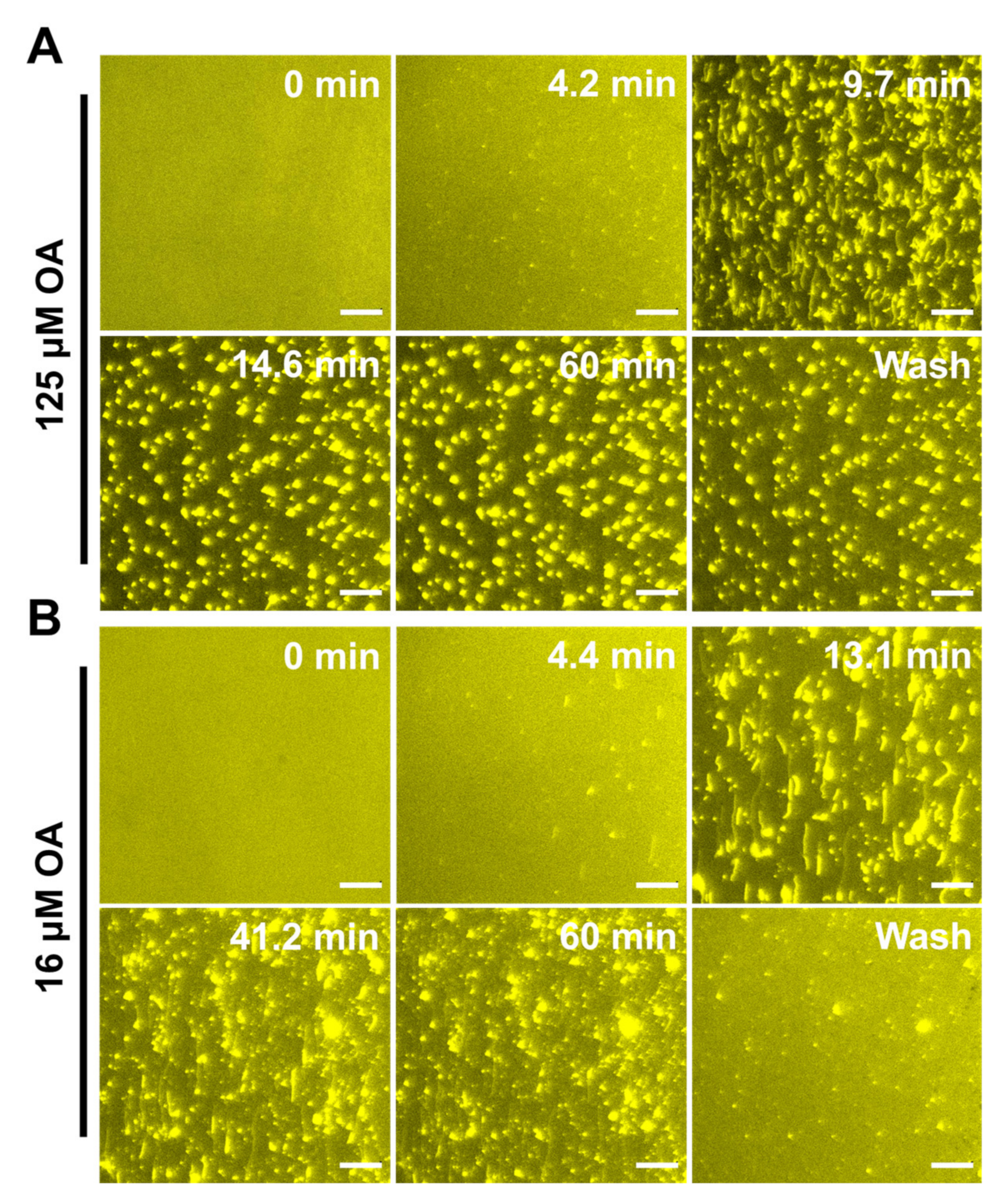 Ijms 24 09639 g009 Ijms 24 09639 g009