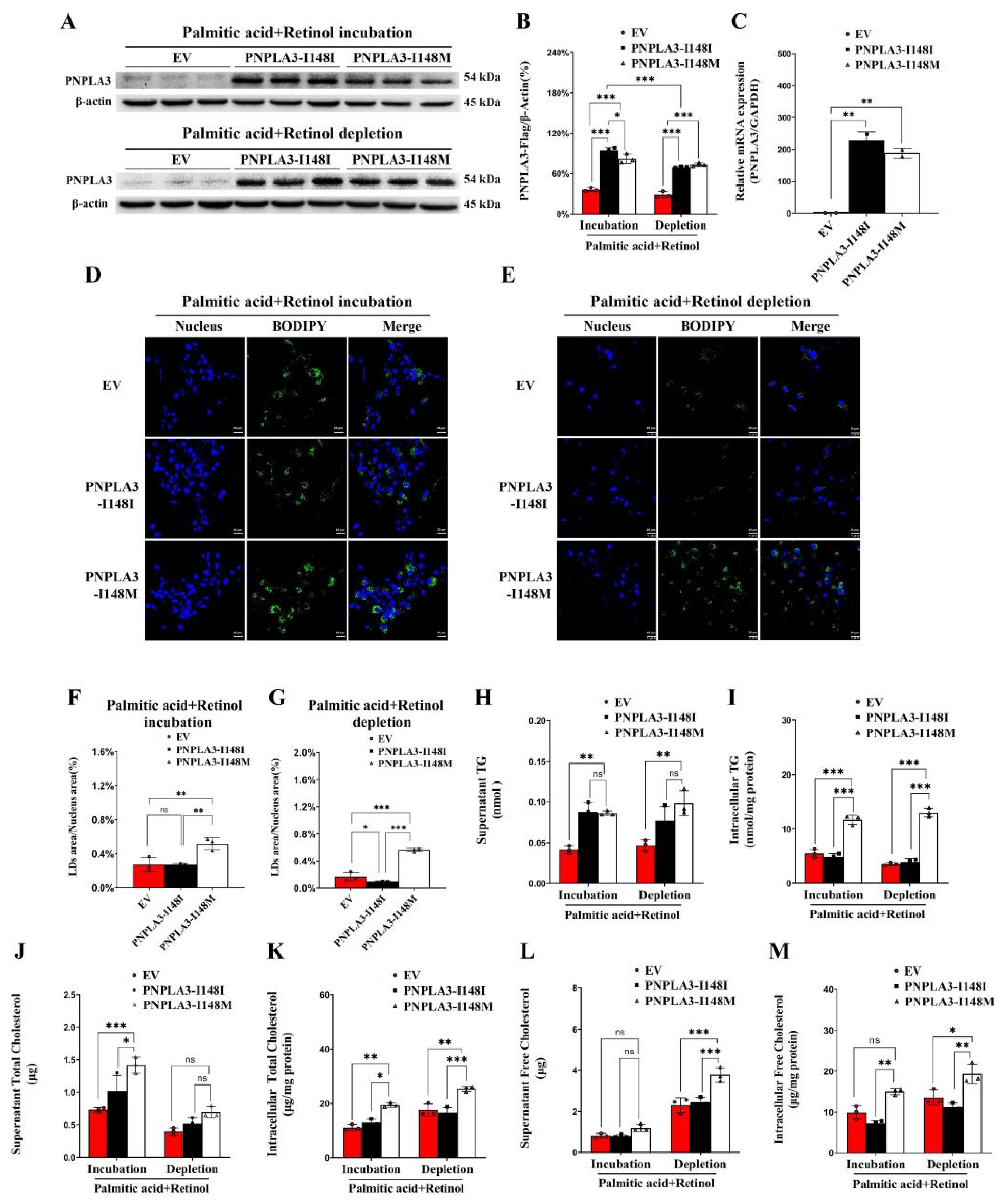 Ijms 24 09681 g001 Ijms 24 09681 g001