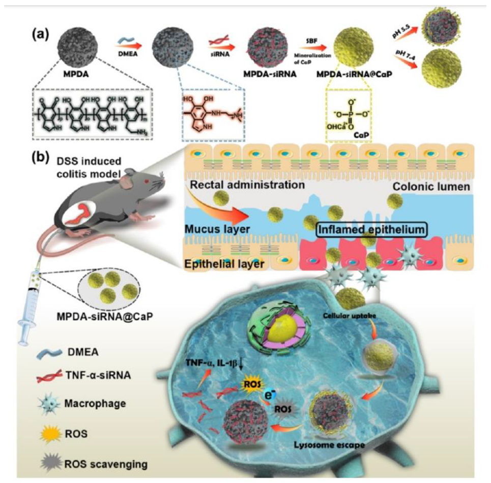 Ijms 24 09689 g007 Ijms 24 09689 g007