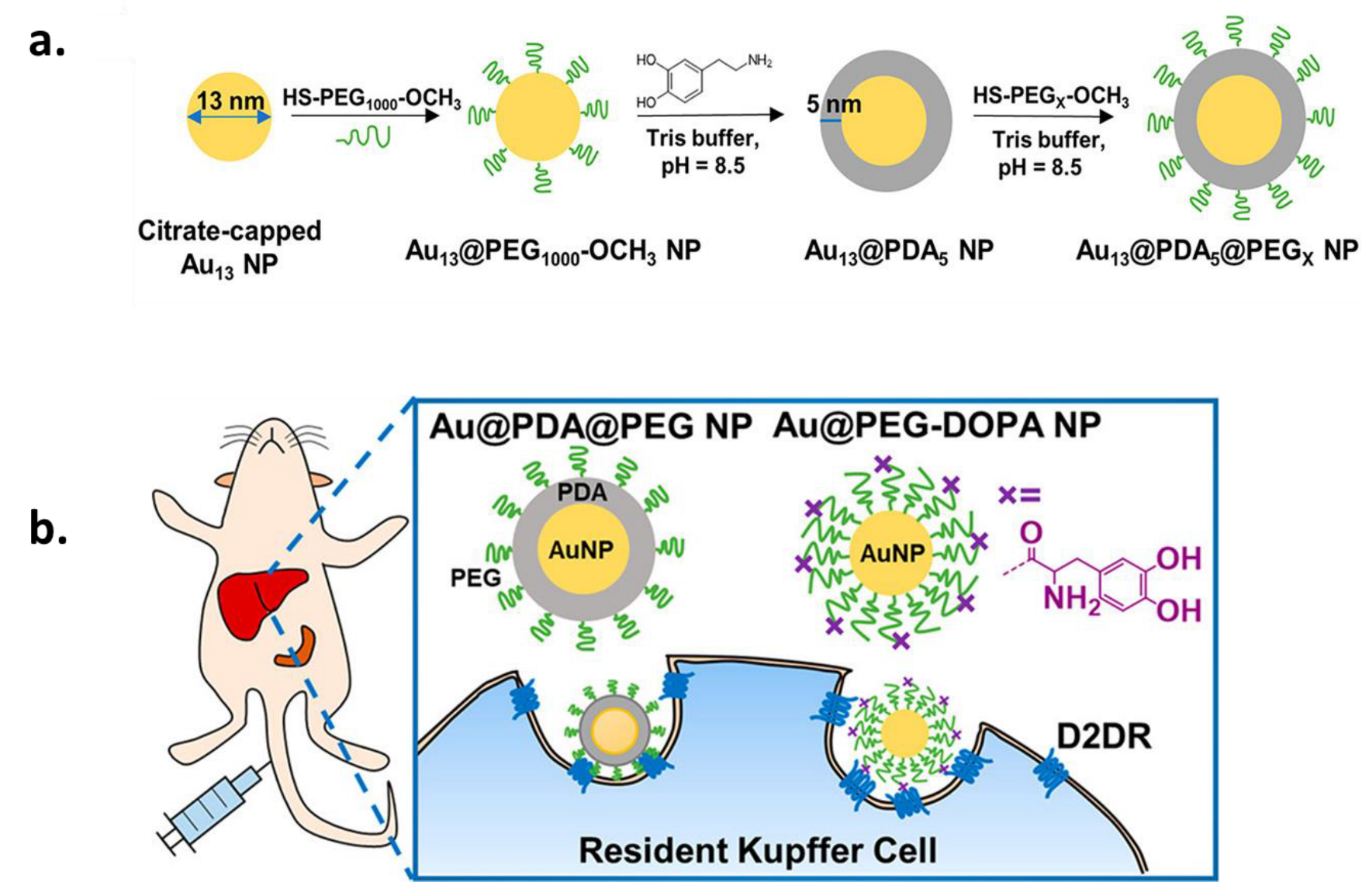 Ijms 24 09689 g010 Ijms 24 09689 g010