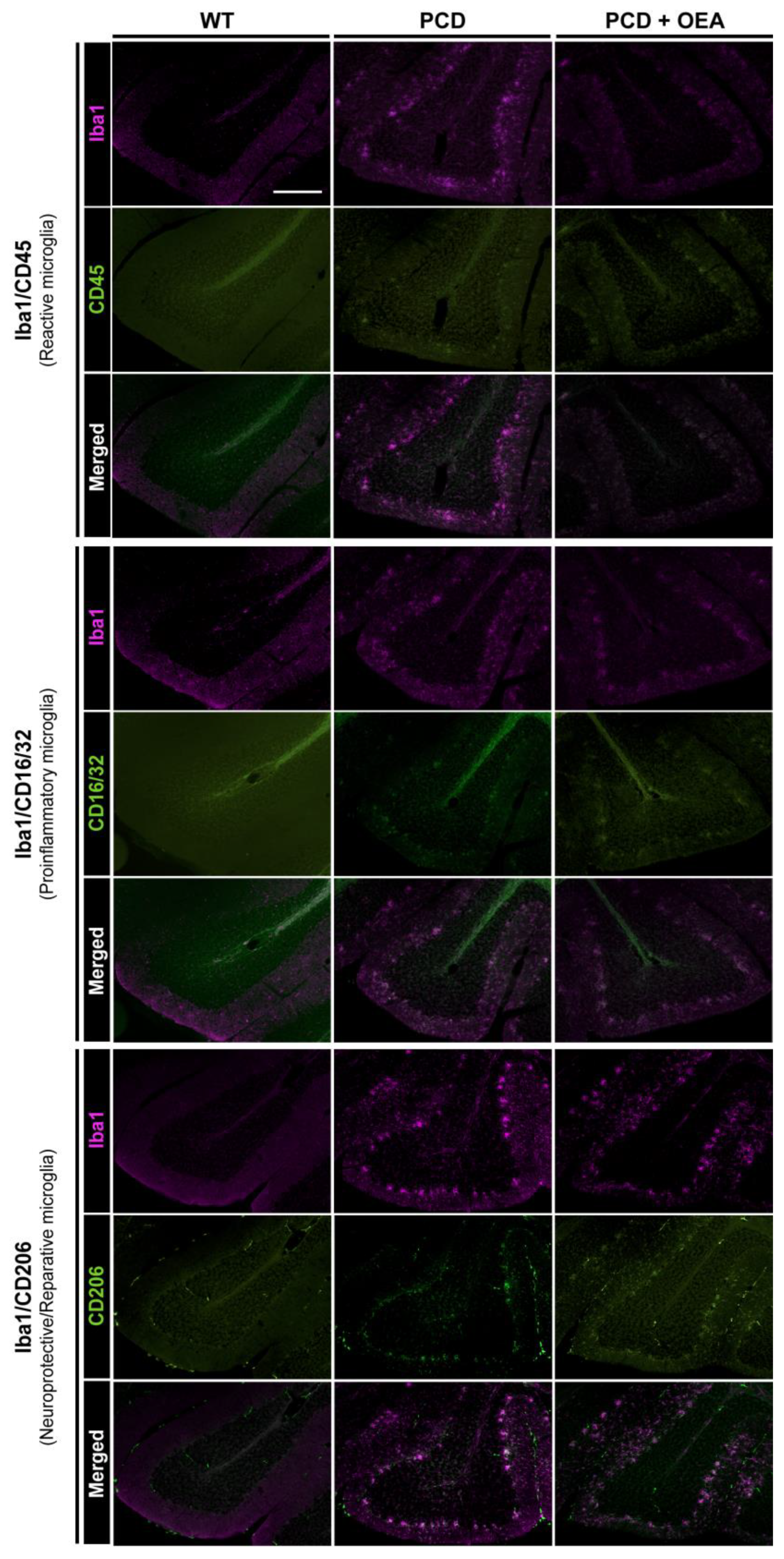 Ijms 24 09691 g004 Ijms 24 09691 g004