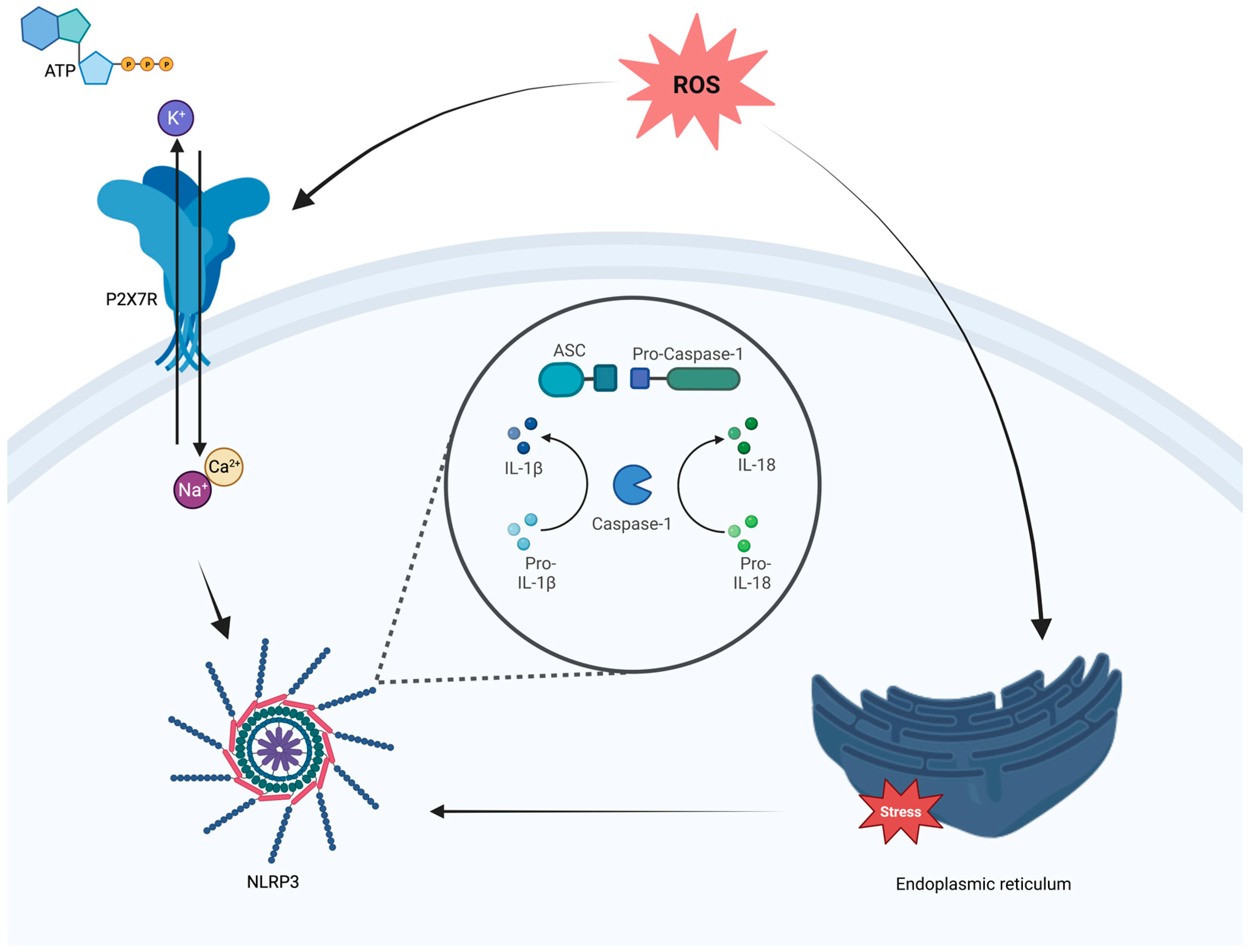 Ijms 24 09721 g002 Ijms 24 09721 g002