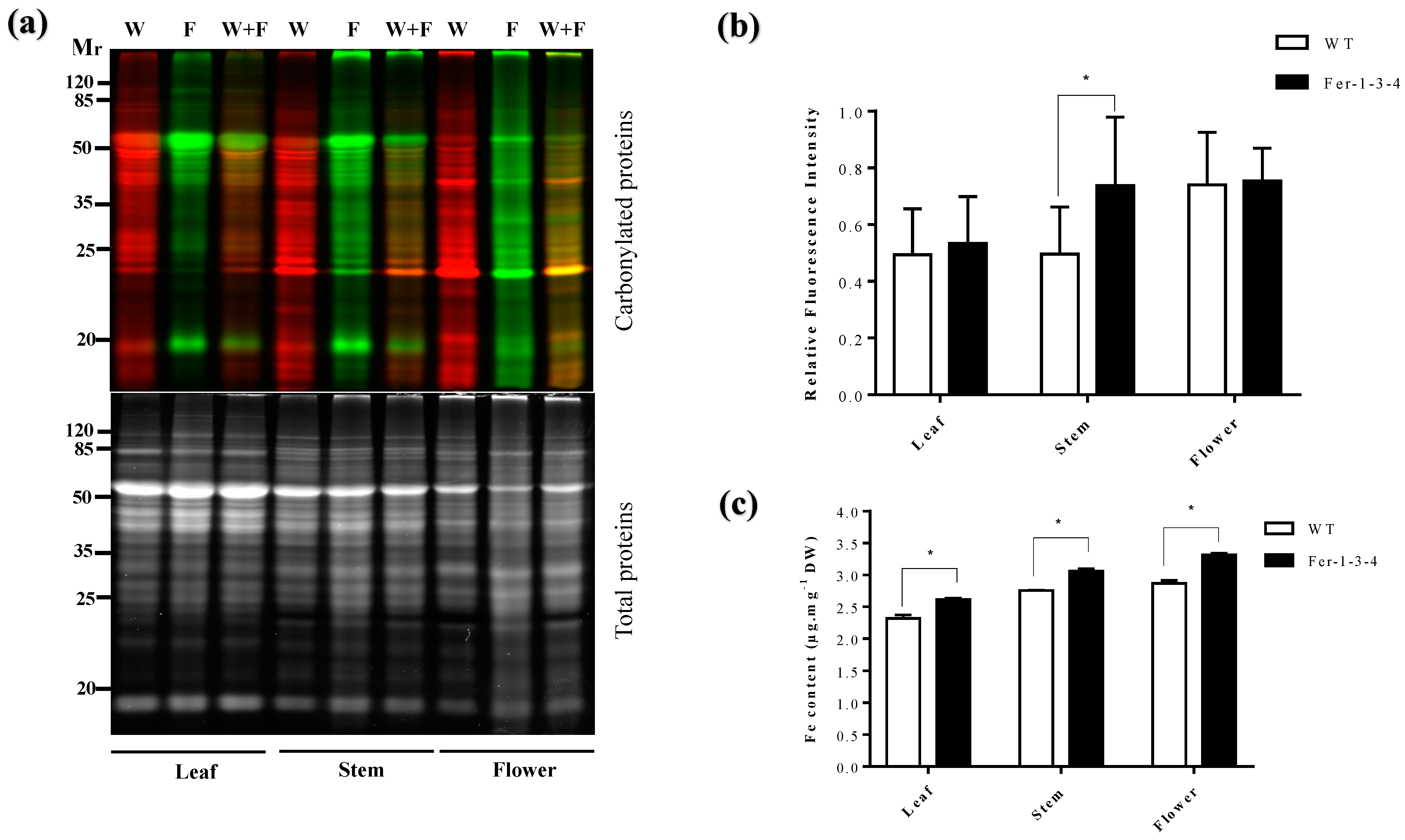 Ijms 24 09732 g002 Ijms 24 09732 g002