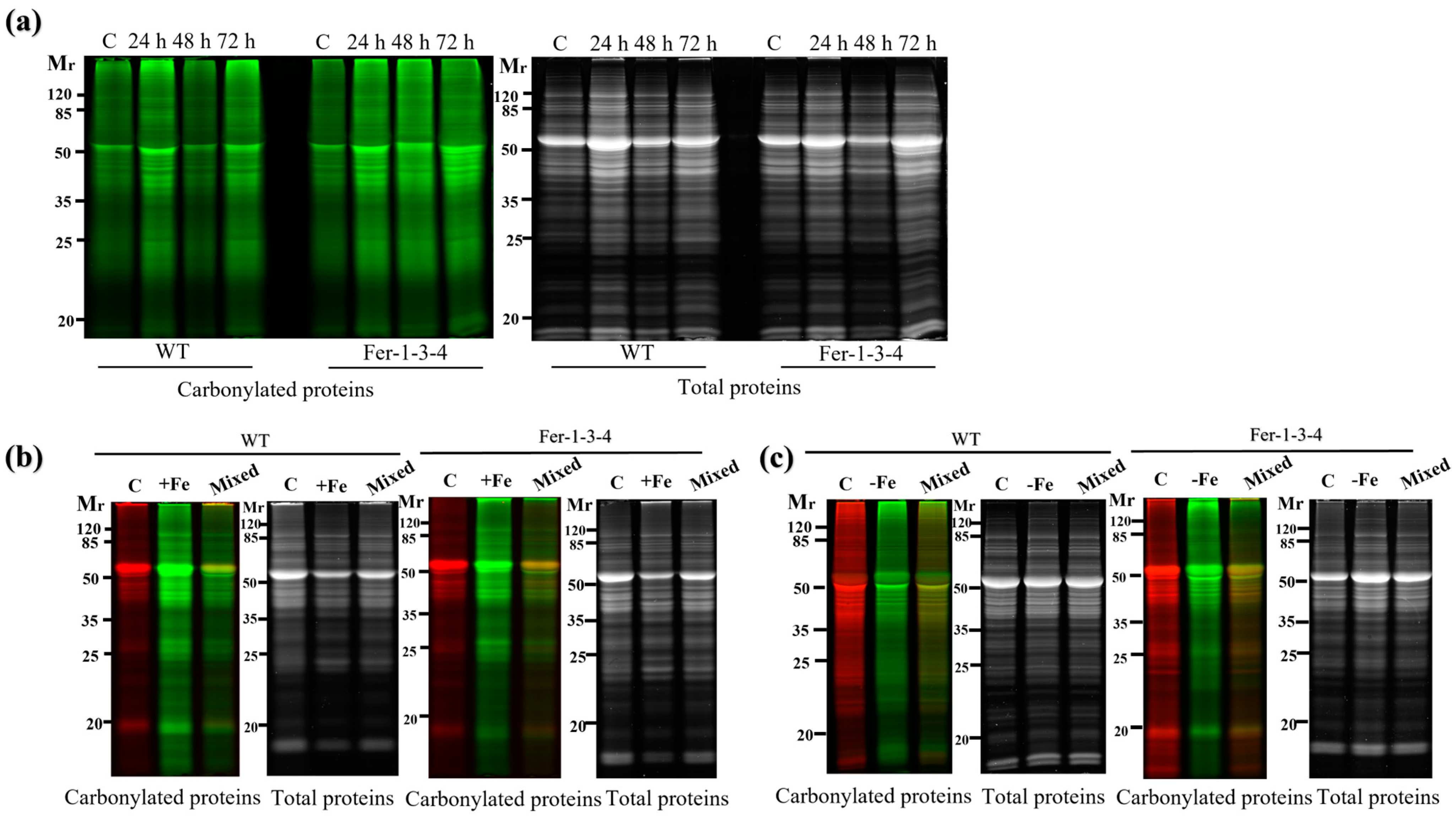 Ijms 24 09732 g004a Ijms 24 09732 g004a
