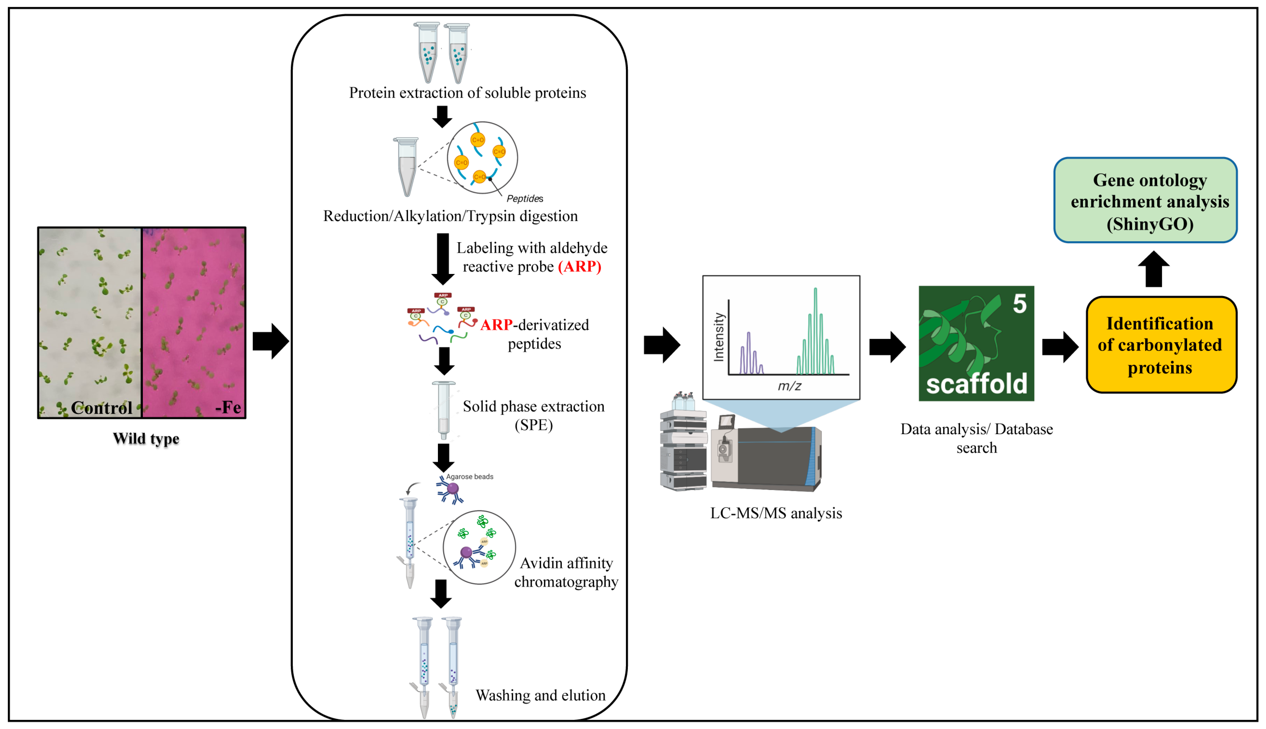 Ijms 24 09732 g006 Ijms 24 09732 g006