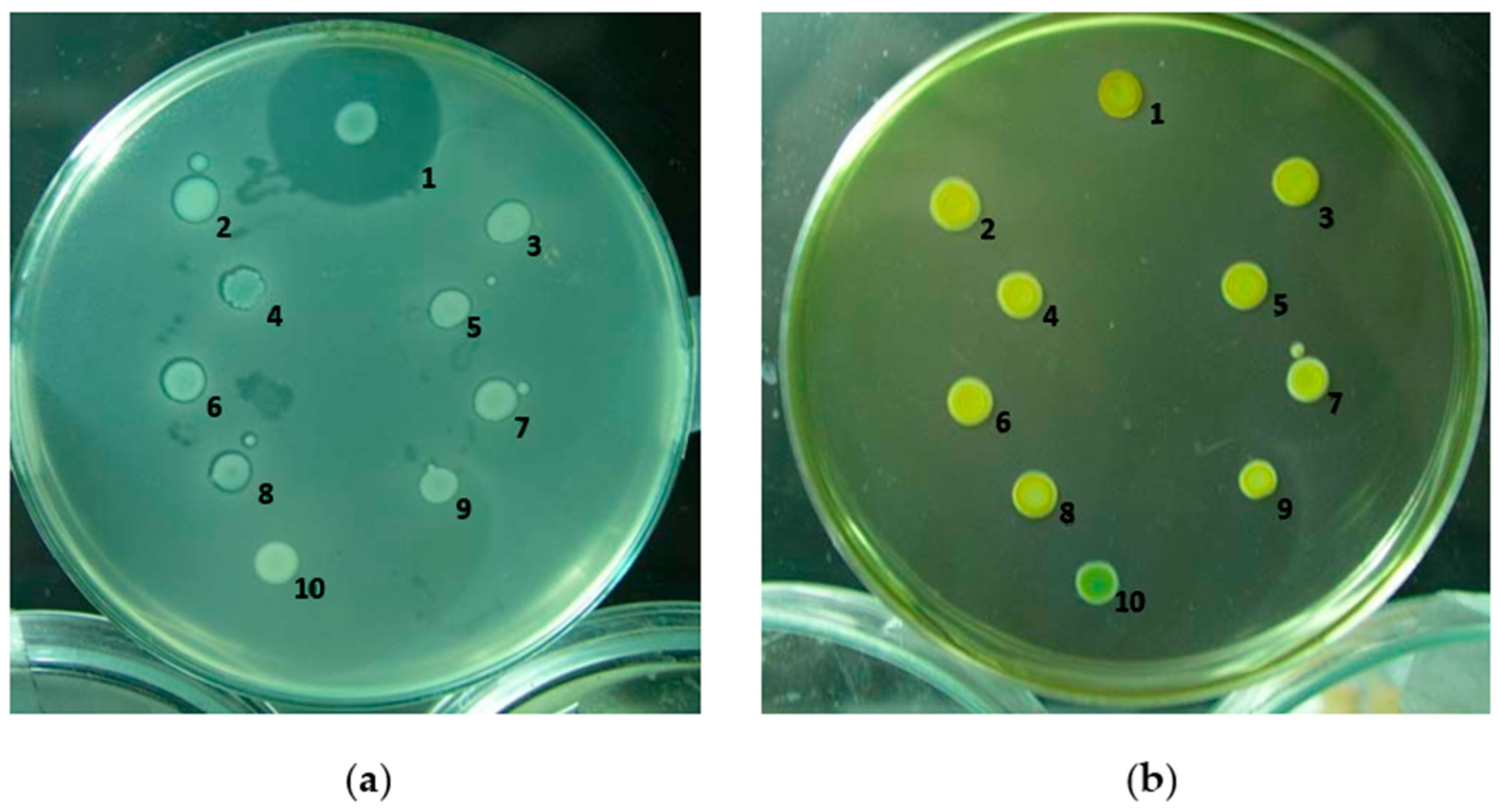 Ijms 24 09752 g002 Ijms 24 09752 g002