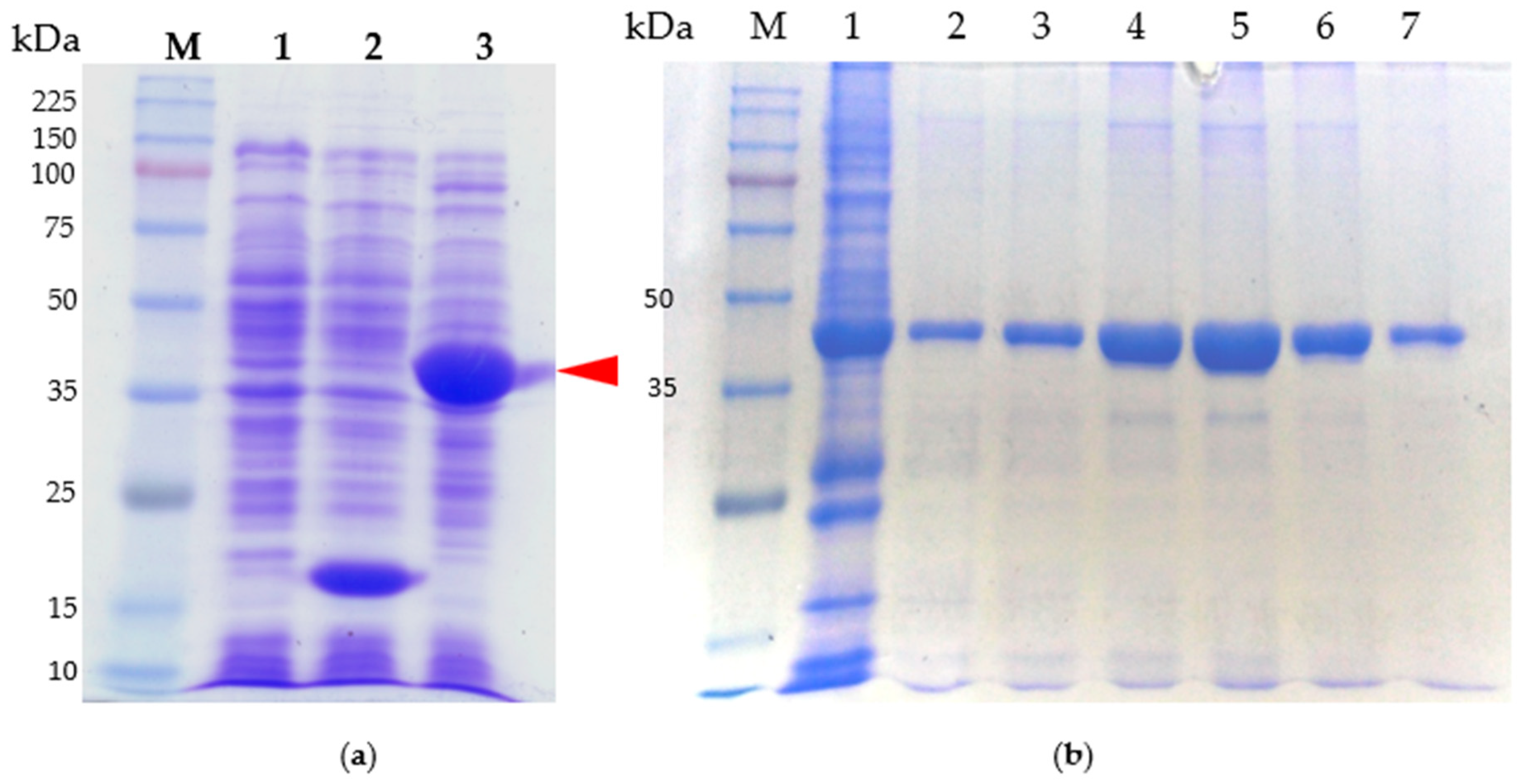 Ijms 24 09752 g004 Ijms 24 09752 g004