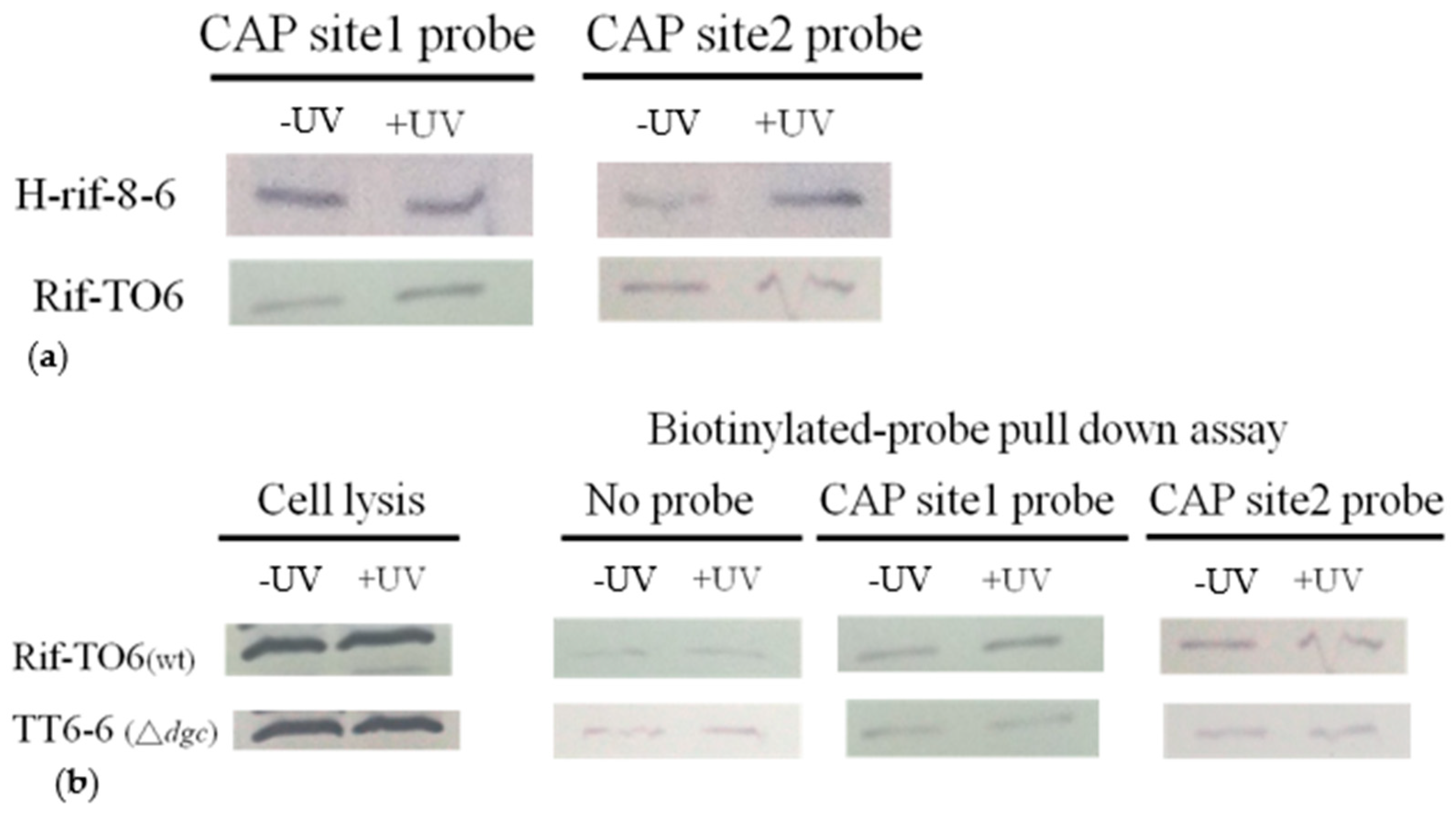 Ijms 24 09752 g008 Ijms 24 09752 g008