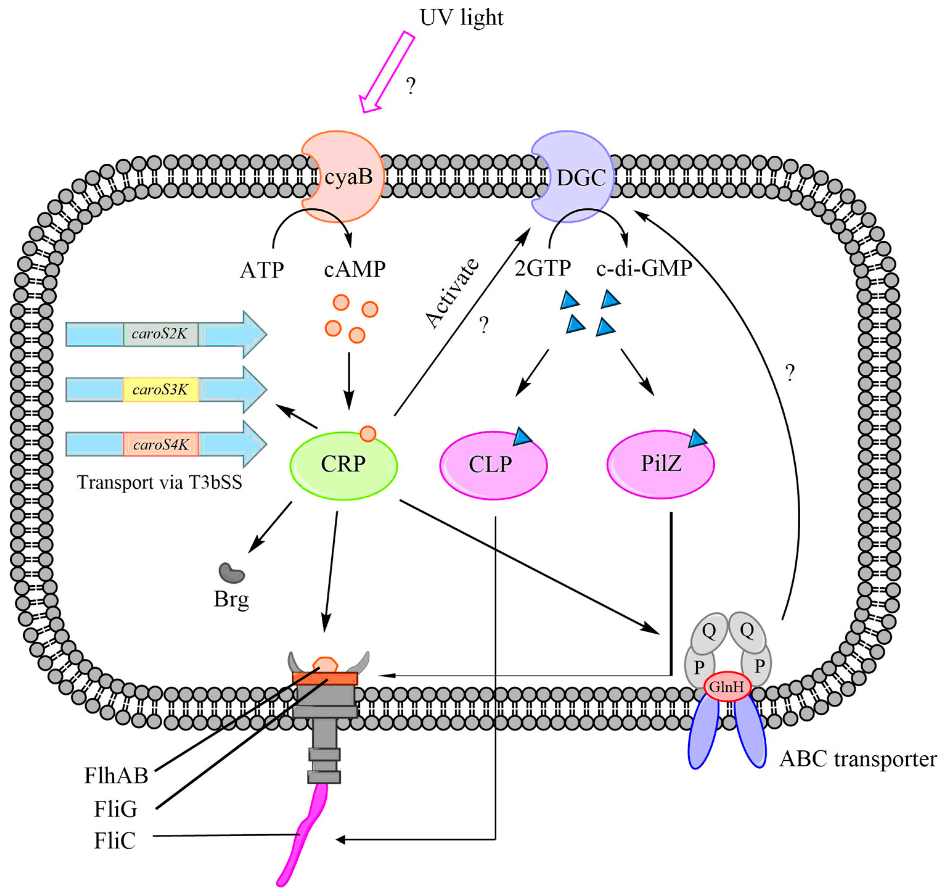 Ijms 24 09752 g009 Ijms 24 09752 g009