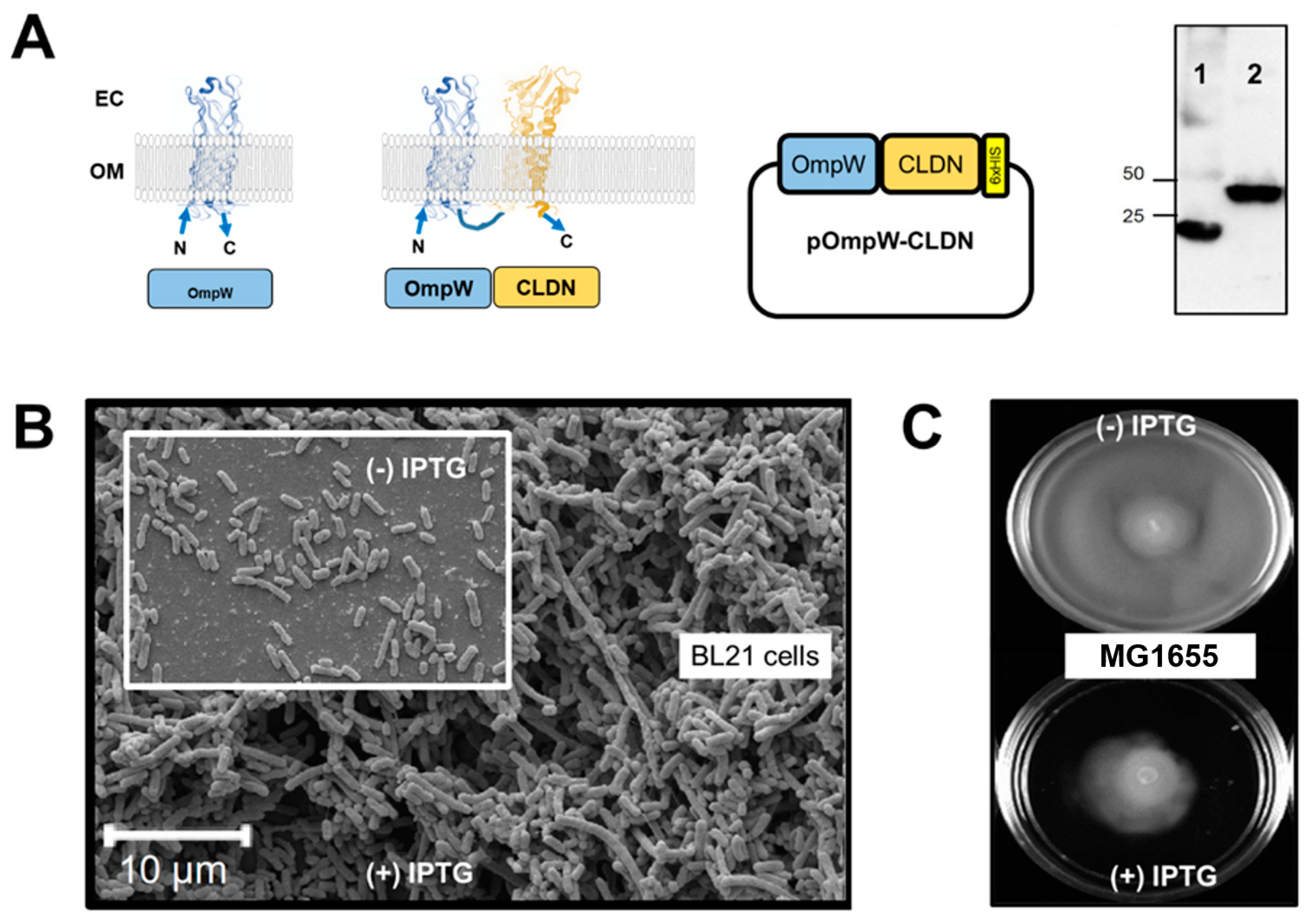 Ijms 24 09784 g002 Ijms 24 09784 g002