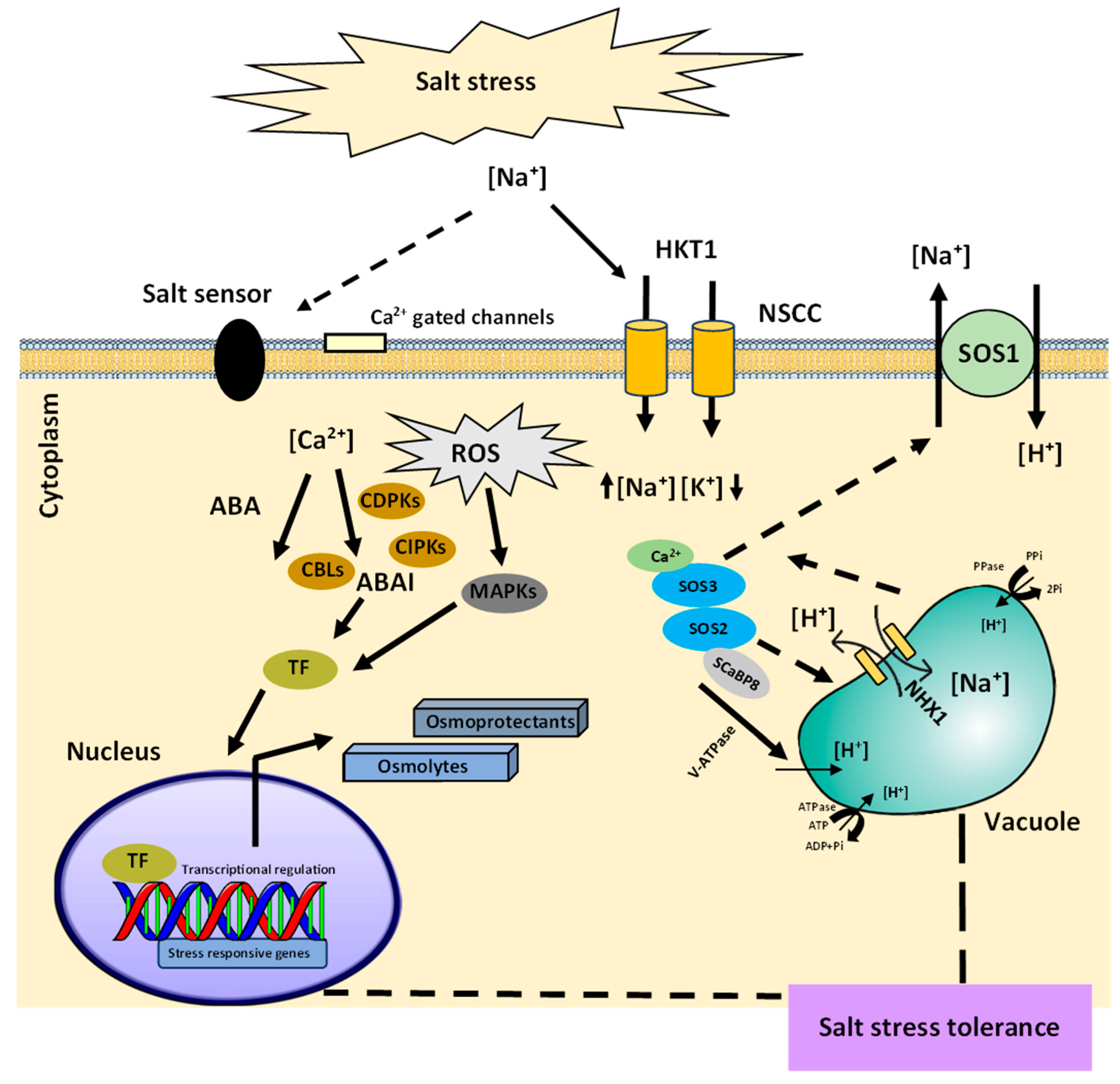 Ijms 24 09813 g002 Ijms 24 09813 g002