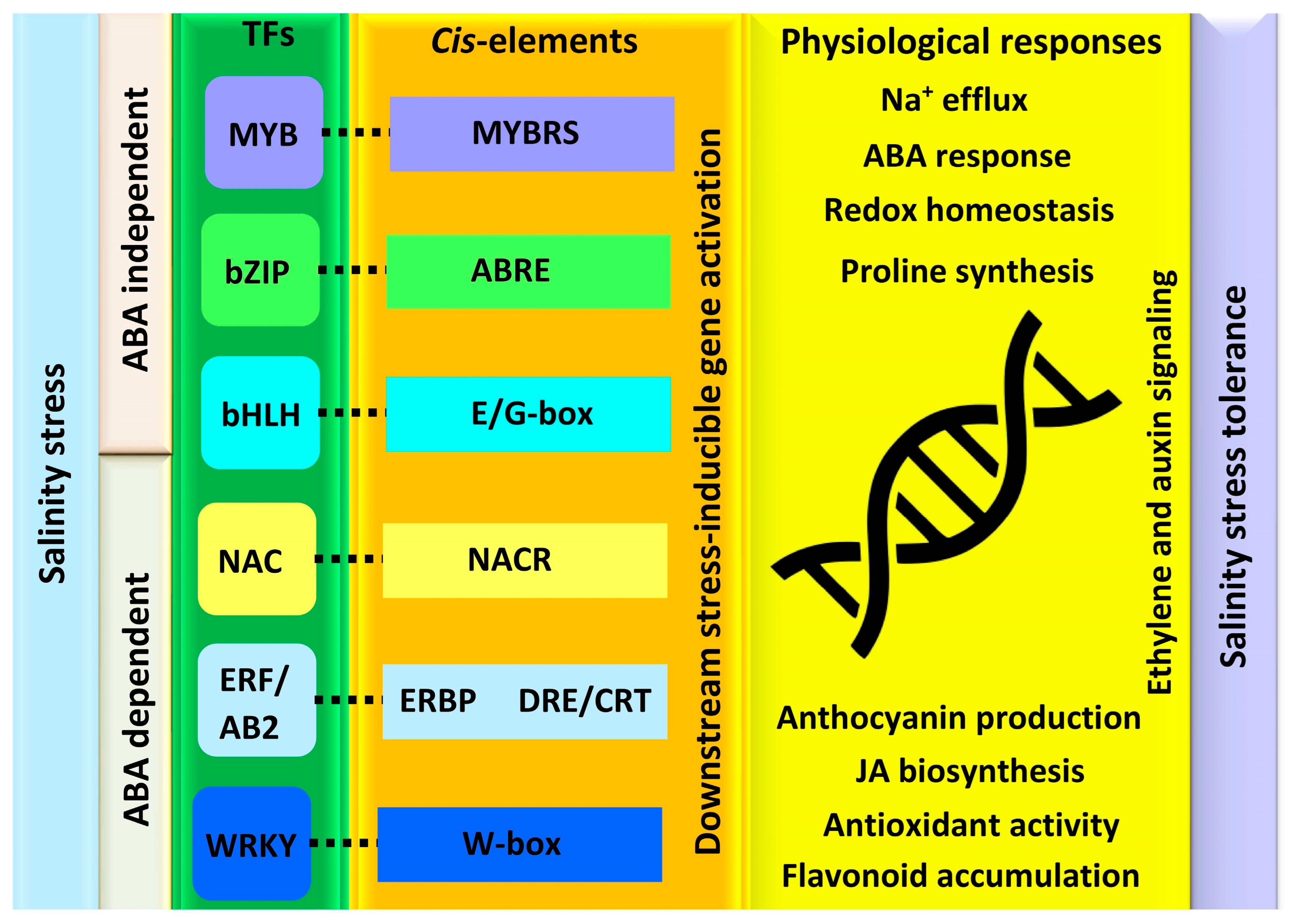 Ijms 24 09813 g003 Ijms 24 09813 g003