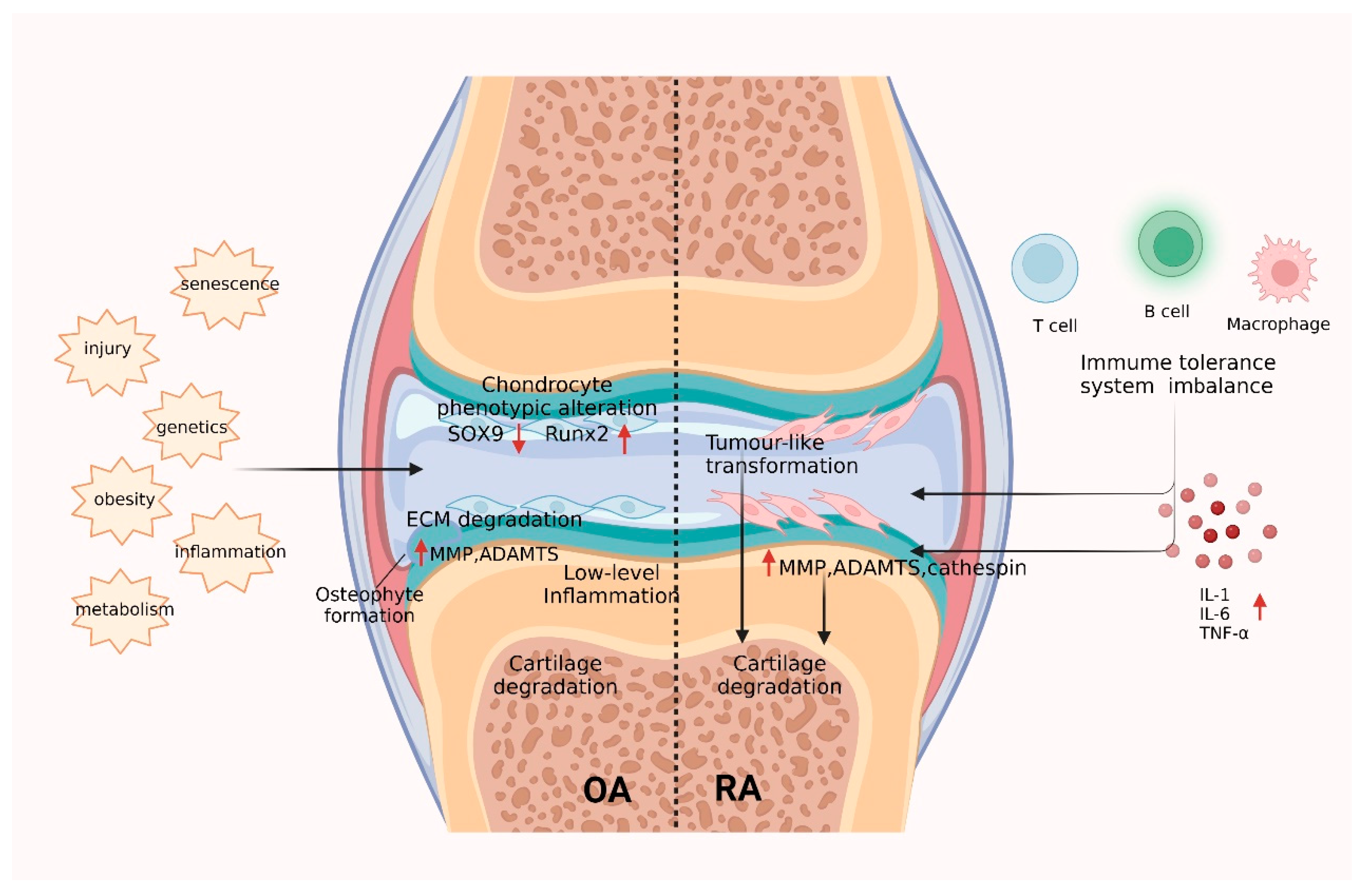 Ijms 24 09841 g003 Ijms 24 09841 g003