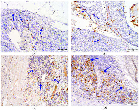 Ijms 24 09918 g001a Ijms 24 09918 g001a