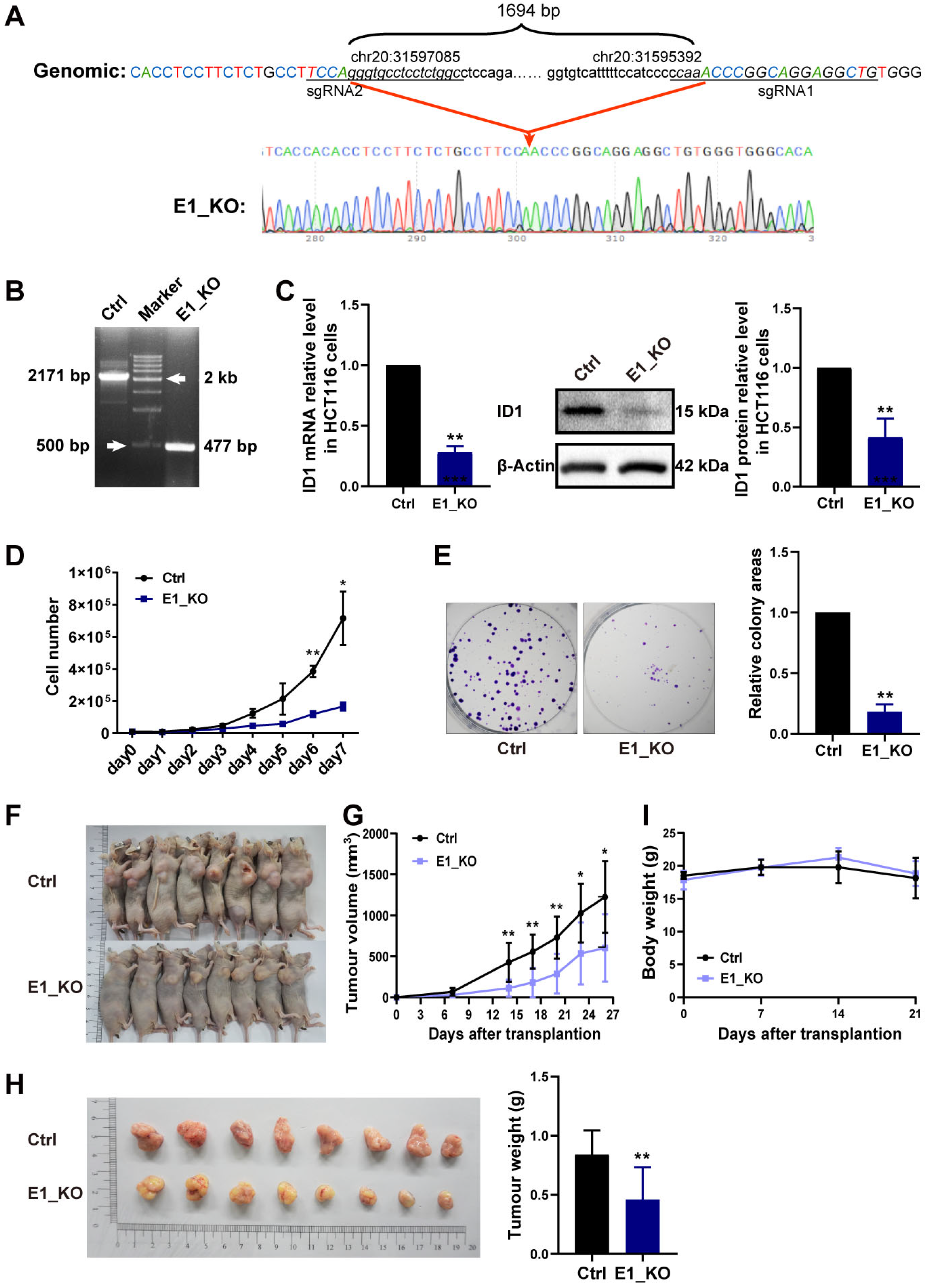 Ijms 24 10041 g006 Ijms 24 10041 g006