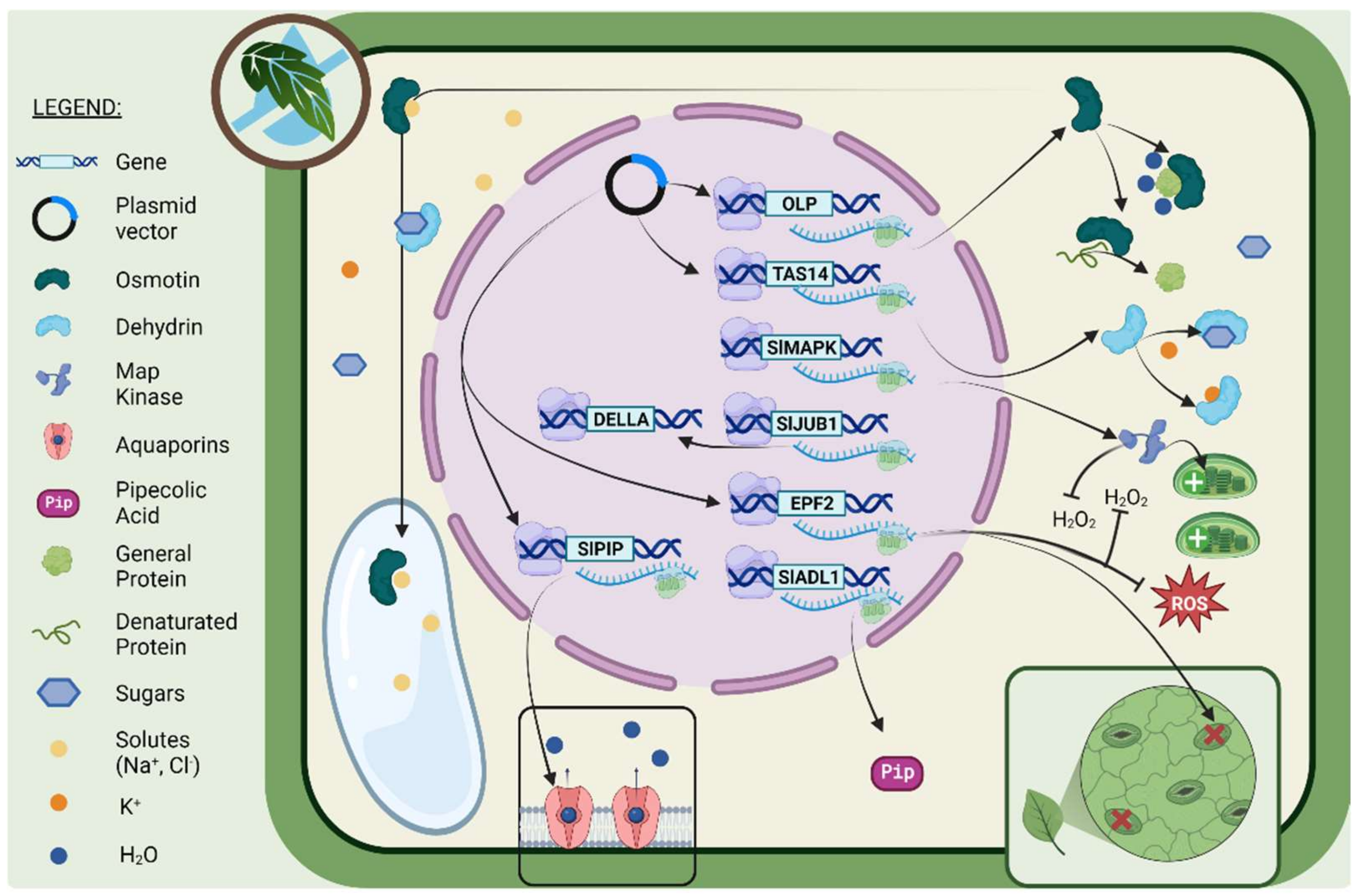 Ijms 24 10044 g001 Ijms 24 10044 g001