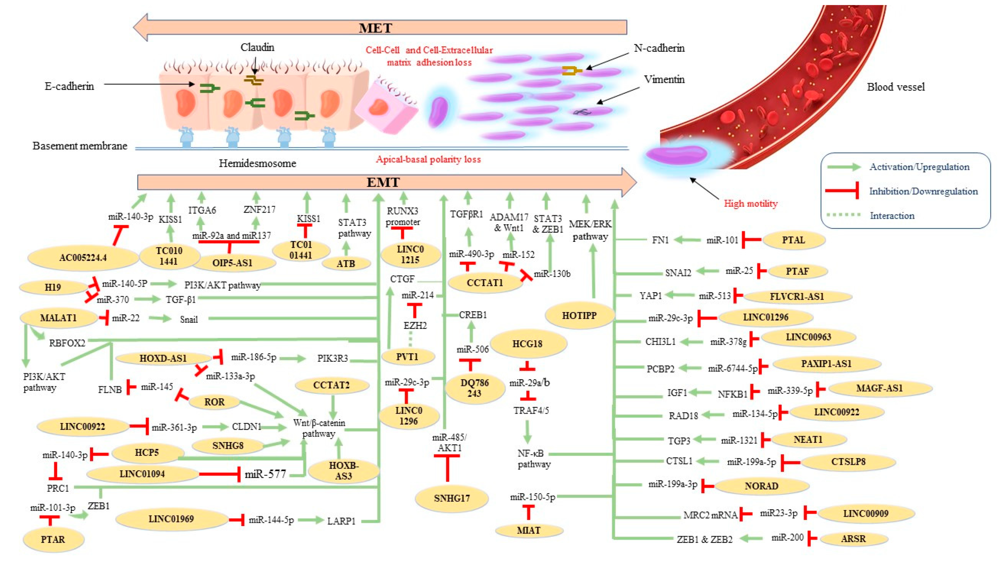 Ijms 24 10079 g002 Ijms 24 10079 g002