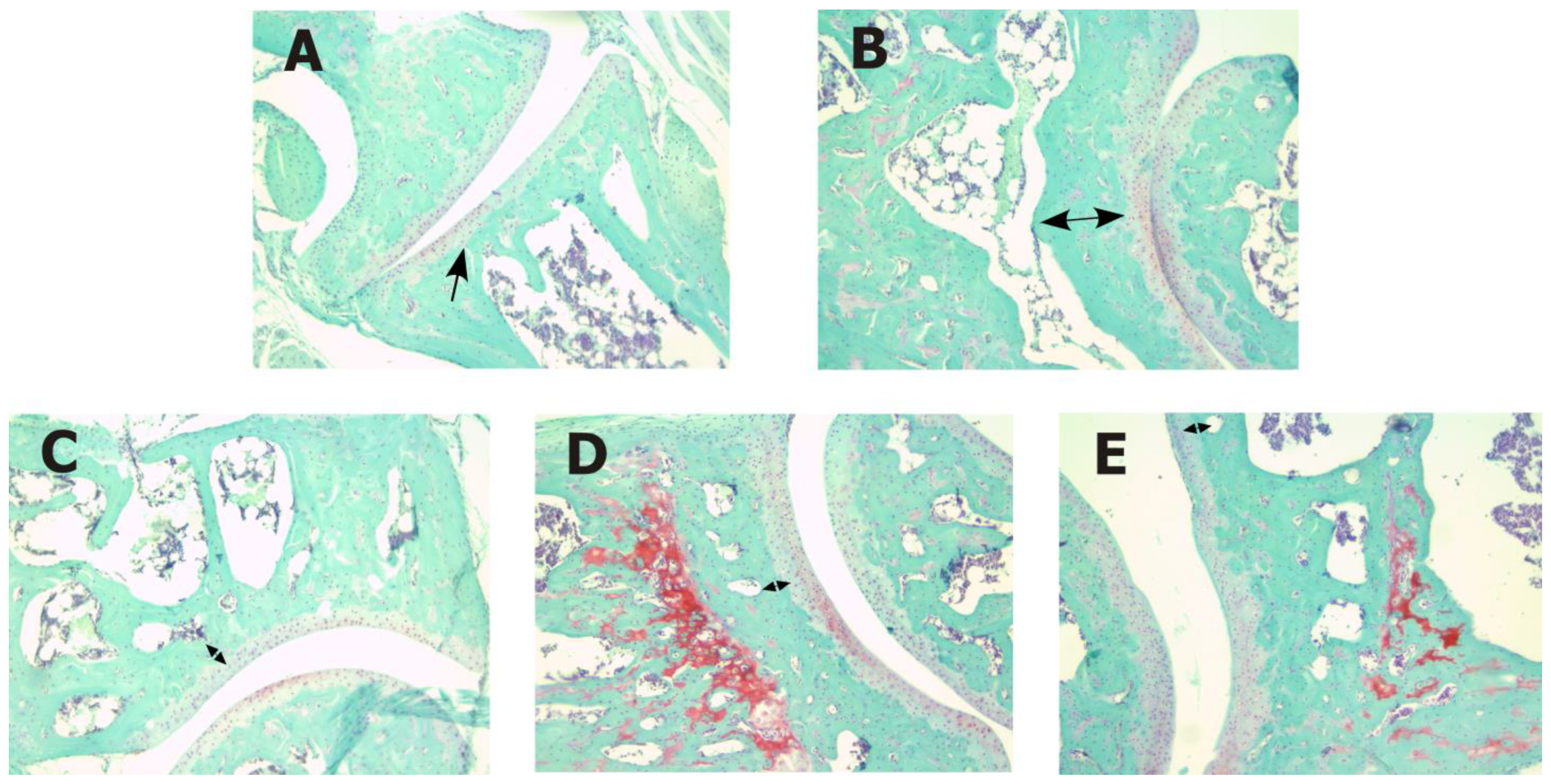 Ijms 24 10103 g001 Ijms 24 10103 g001