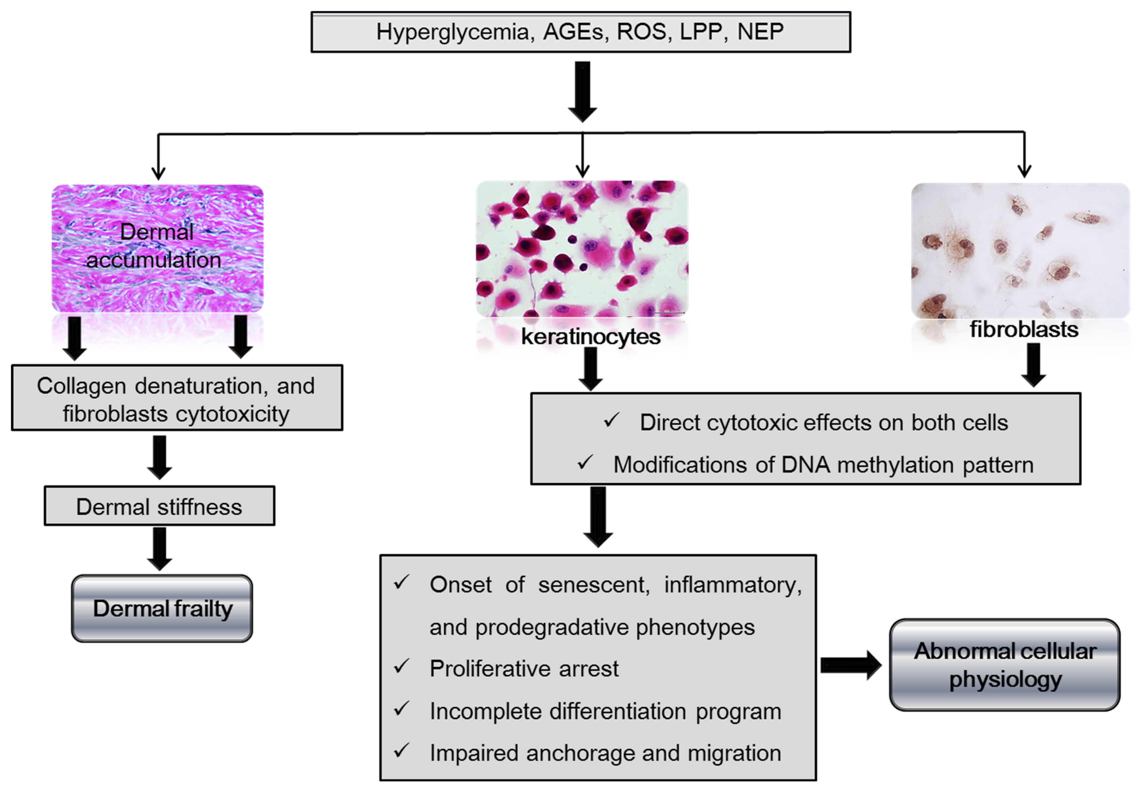 Ijms 24 10170 g002 Ijms 24 10170 g002