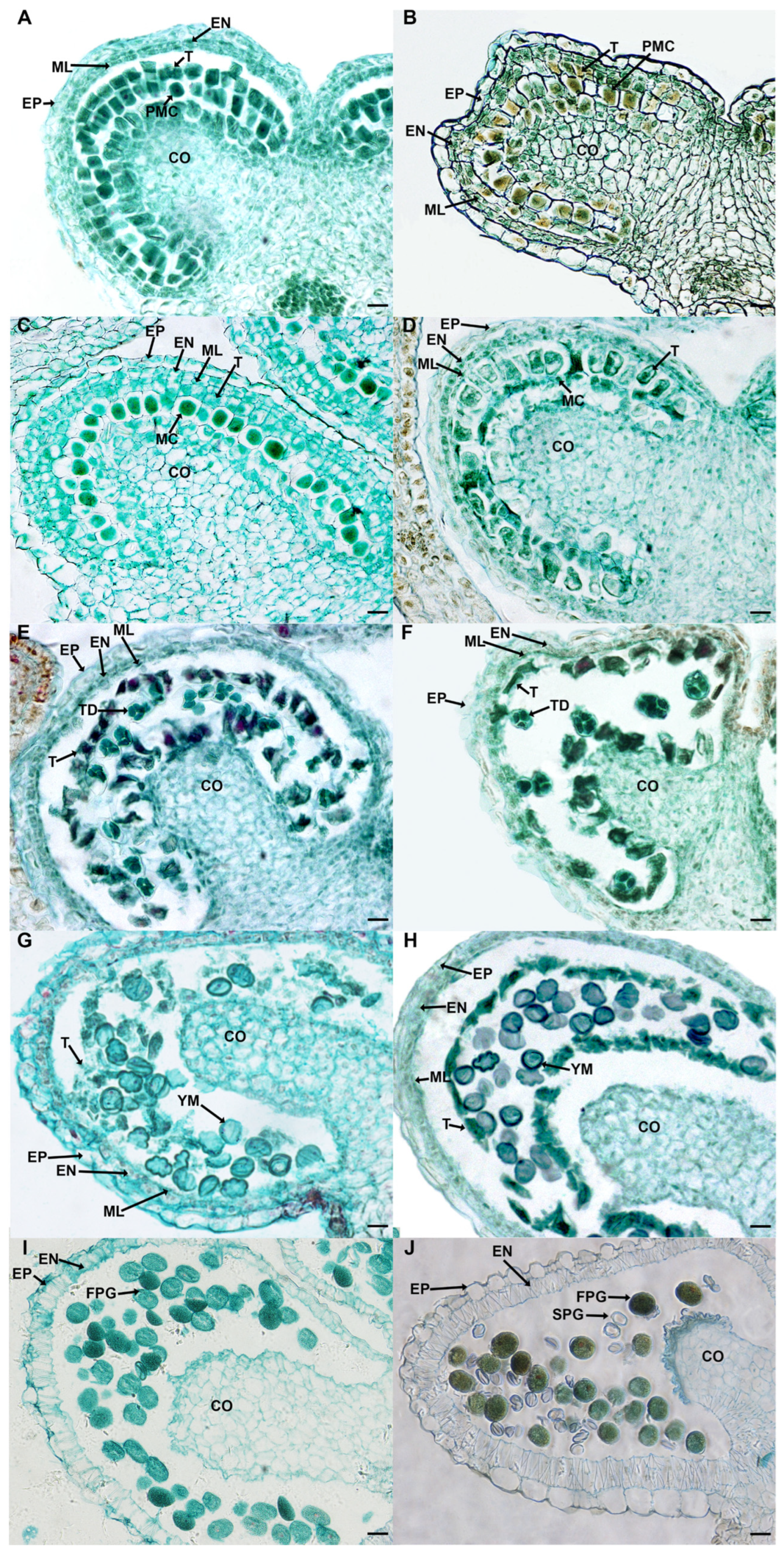 Ijms 24 10259 g003 Ijms 24 10259 g003