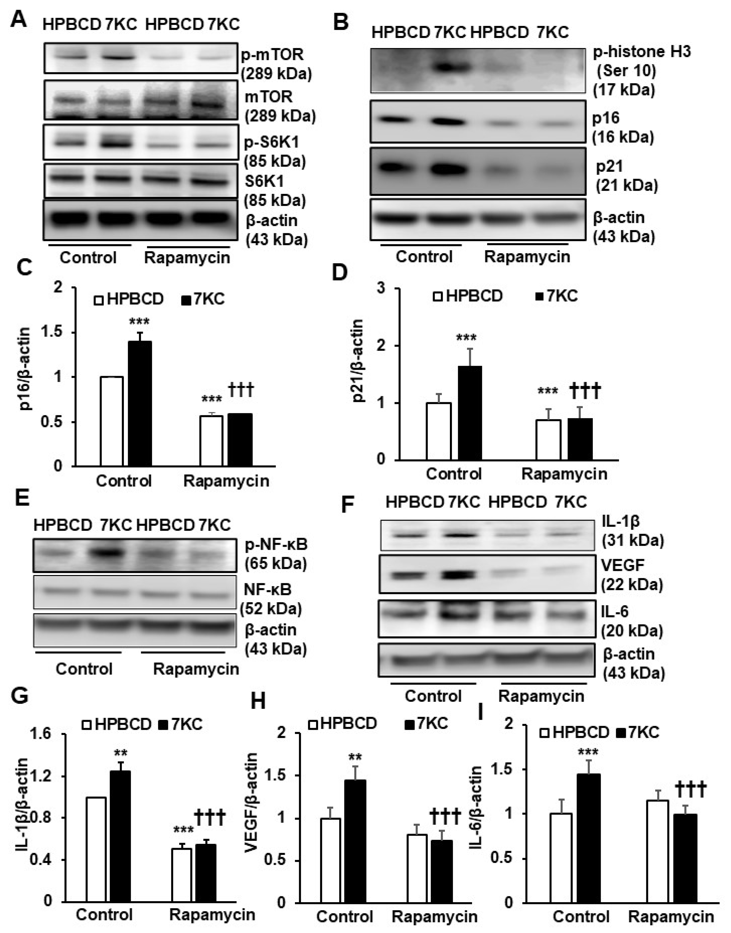 Ijms 24 10276 g003 Ijms 24 10276 g003